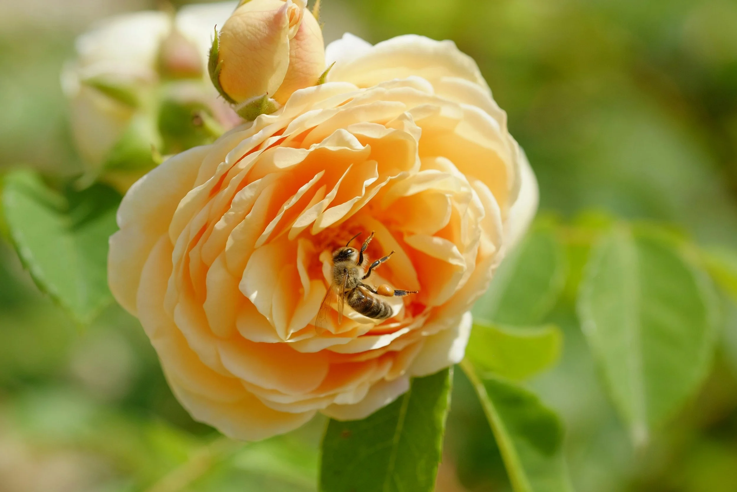 INSECTS: FRIENDS & FOES — Portland Rose Society