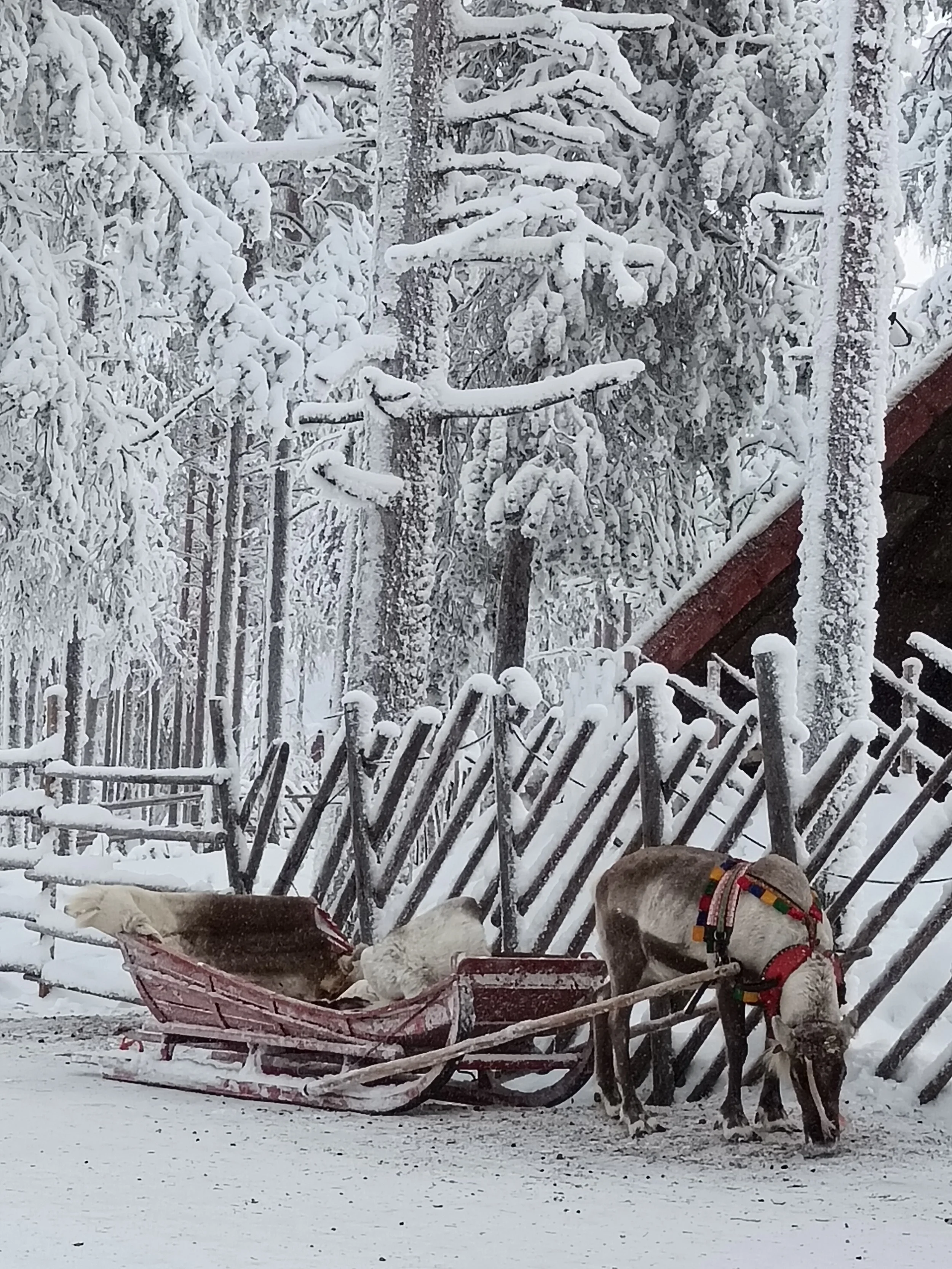 best places to take your kids around christmas in europe