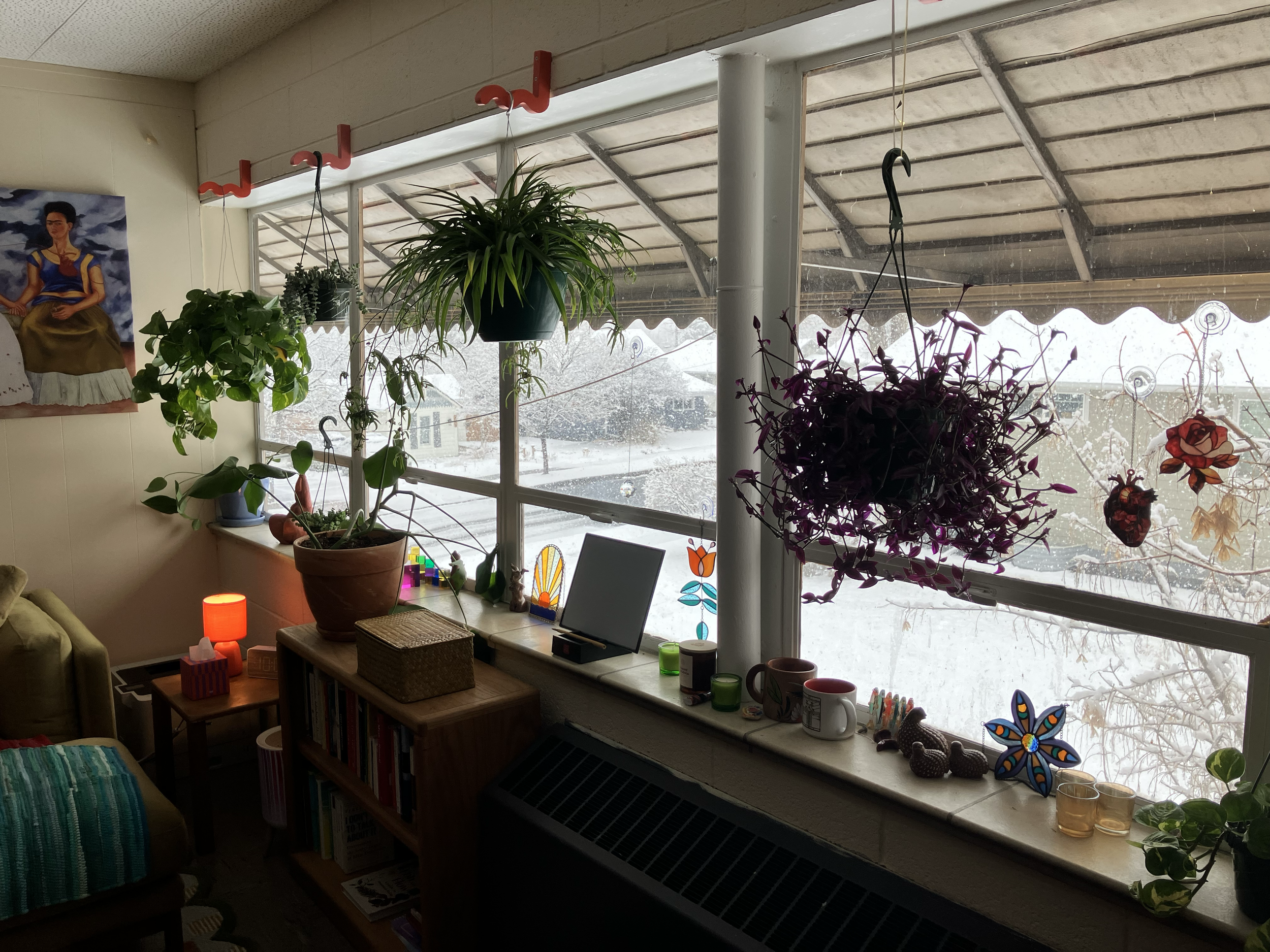 Another view of the plants in the office