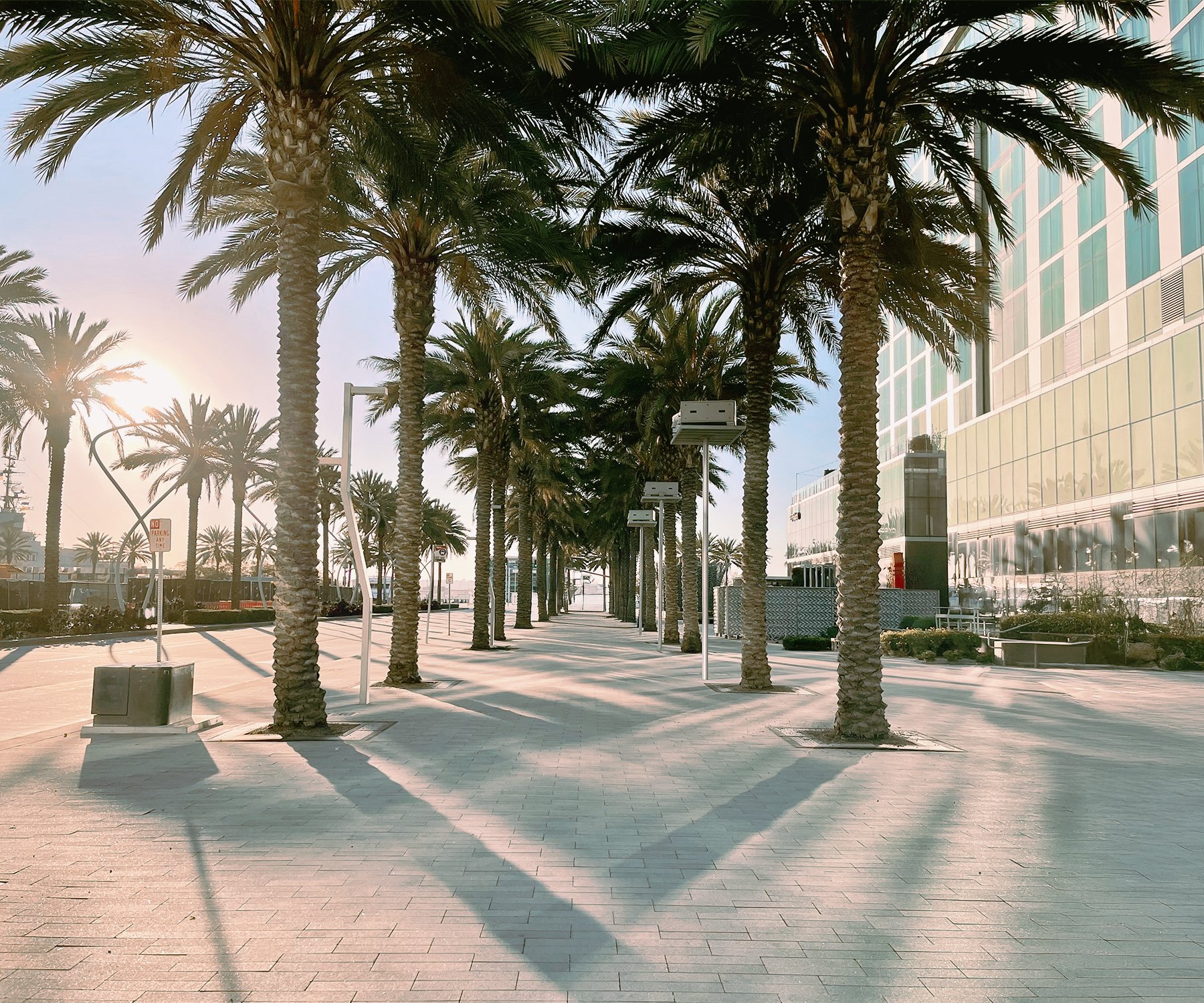 PalmTree_triangle _V2.jpg