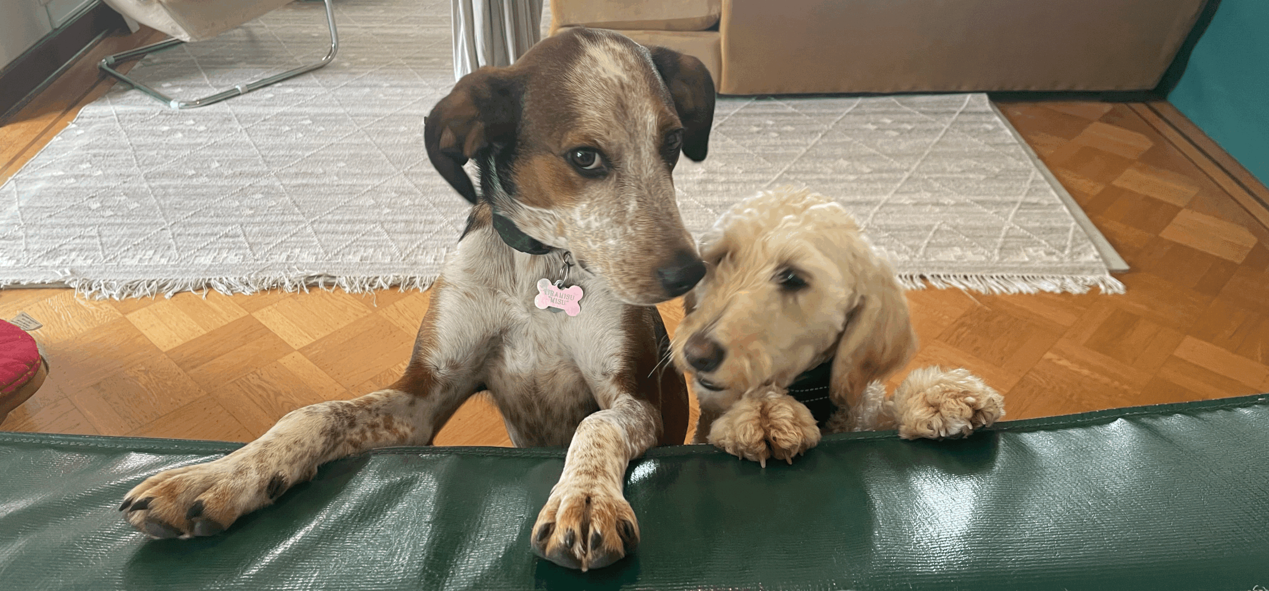 I Went to the Dog Park & Accidentally Built a Nonprofit & found my best friends