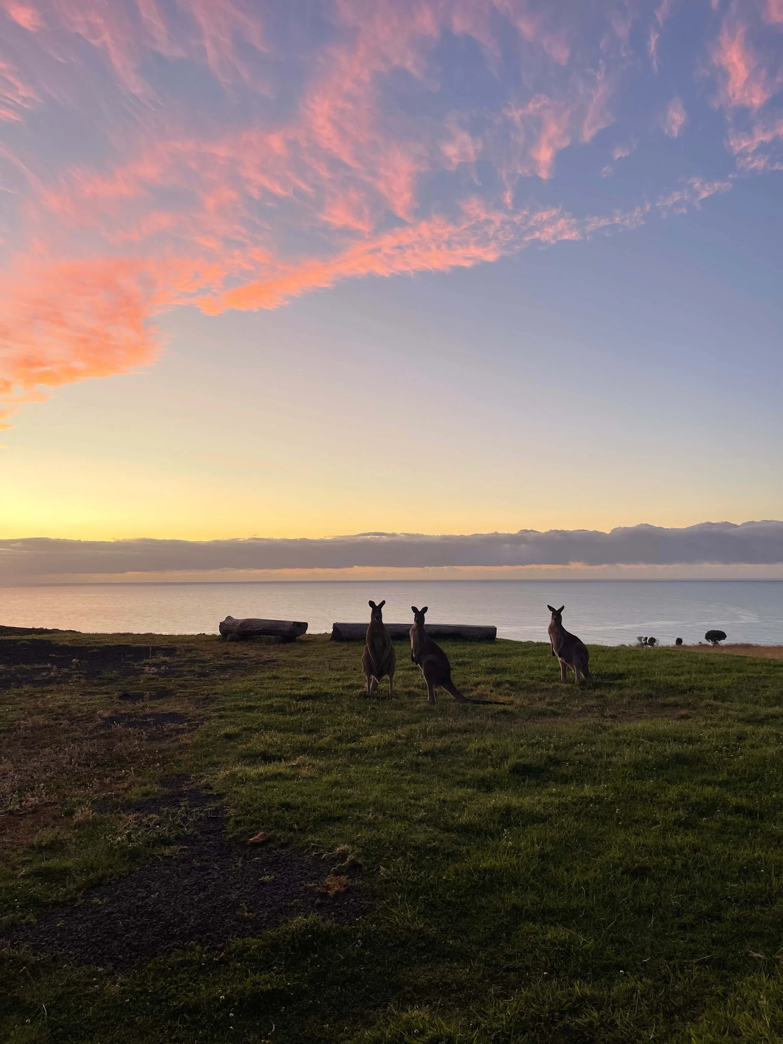 Kangaroos at dawn on hill at Wildlife Wonders Apollo Bay.jpg