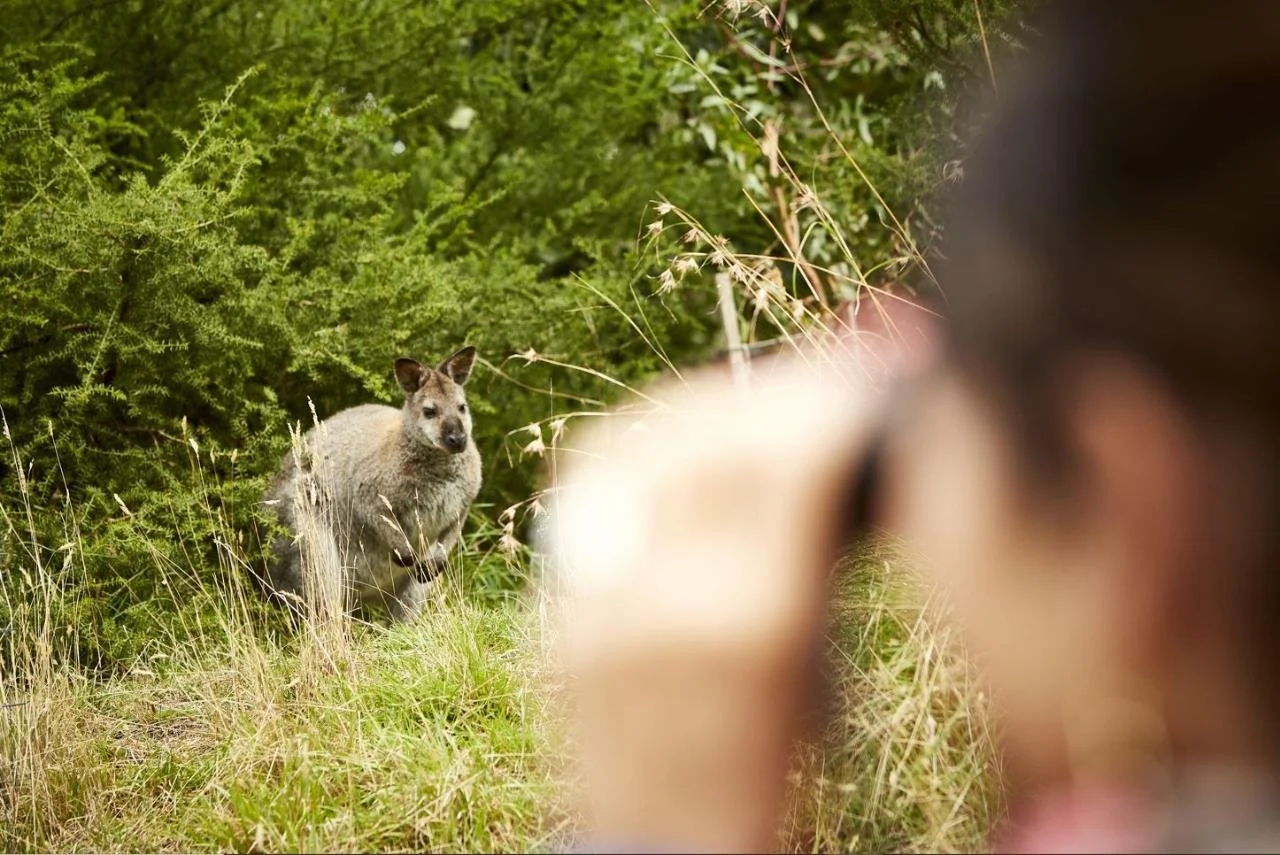Looking through binoculars at wallaby_Wildlife Wonders Apollo Bay.jpeg