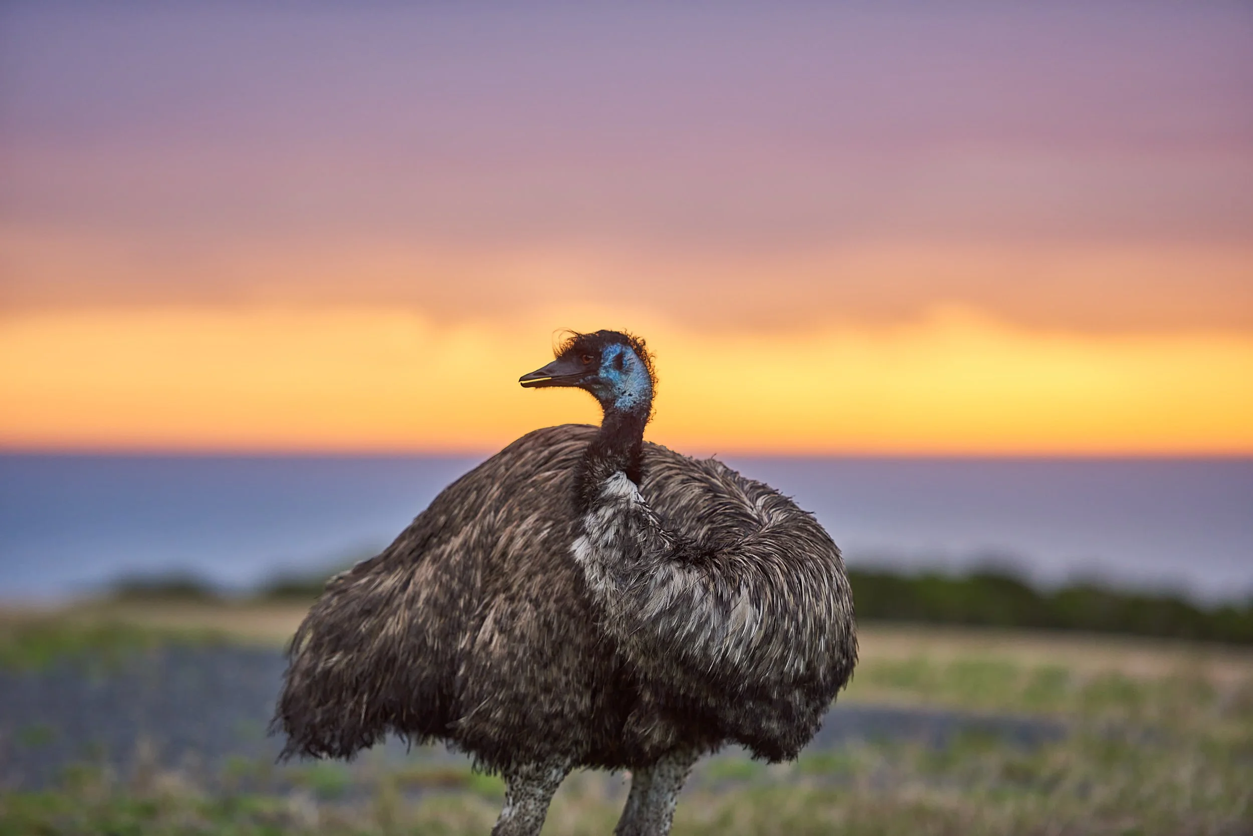 Emu at dawn_Wildlife Wonders Apollo Bay.jpg