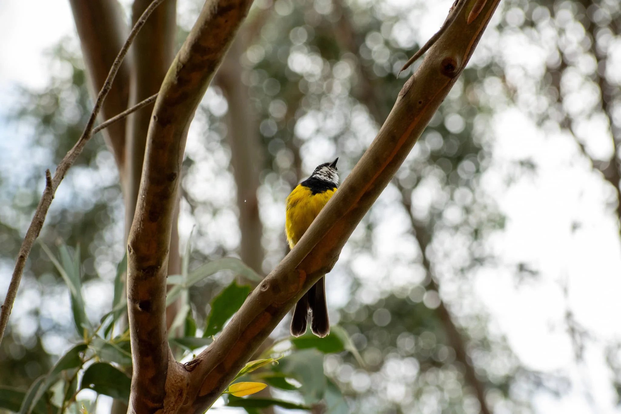 Golden whistler_Wildlife Wonders Apollo Bay_Credit Nicole Tielemans.jpg
