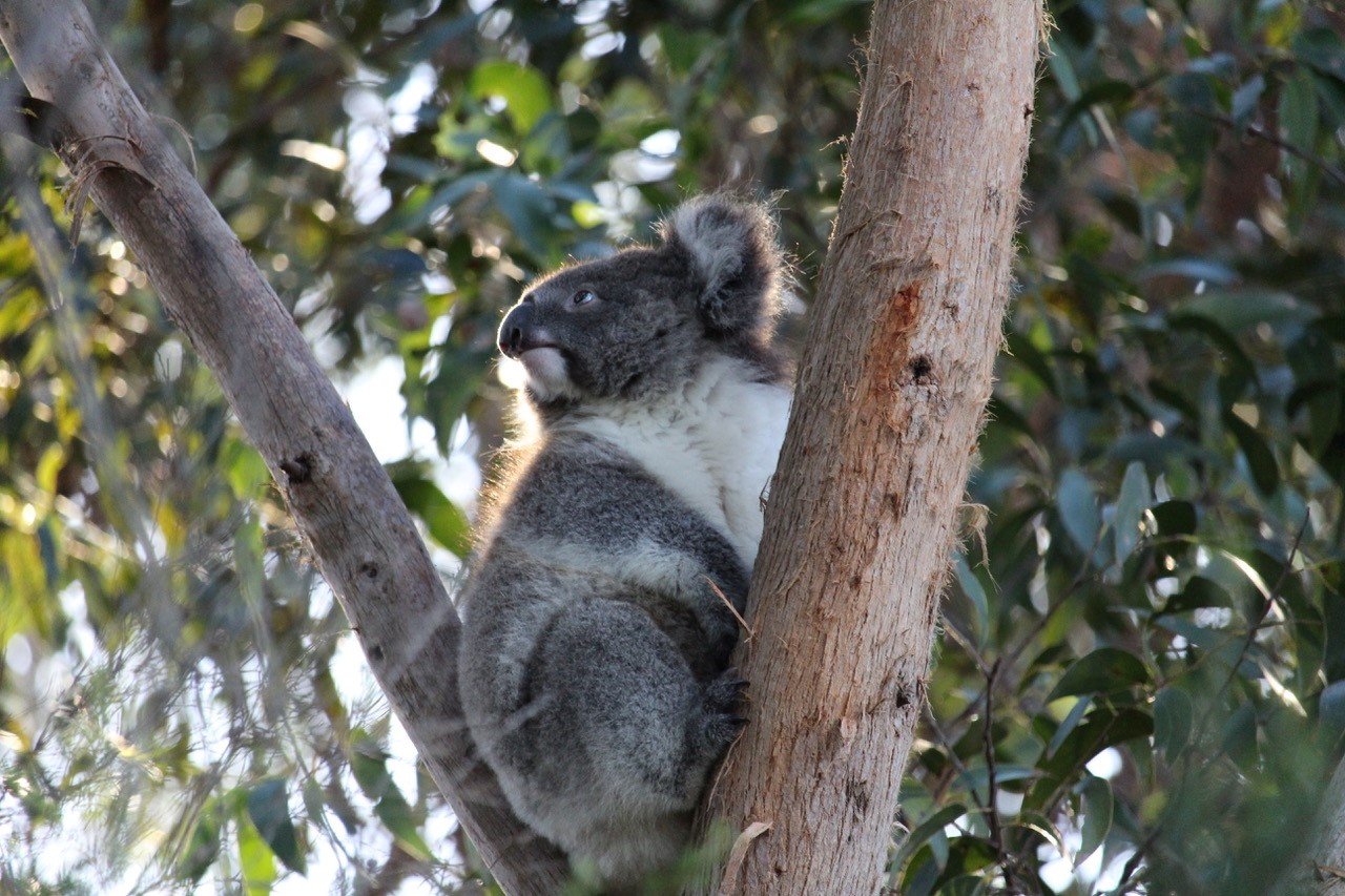Koala on branch_Wildlife Wonders Apollo Bay_Credit Great Ocean Photography.JPG