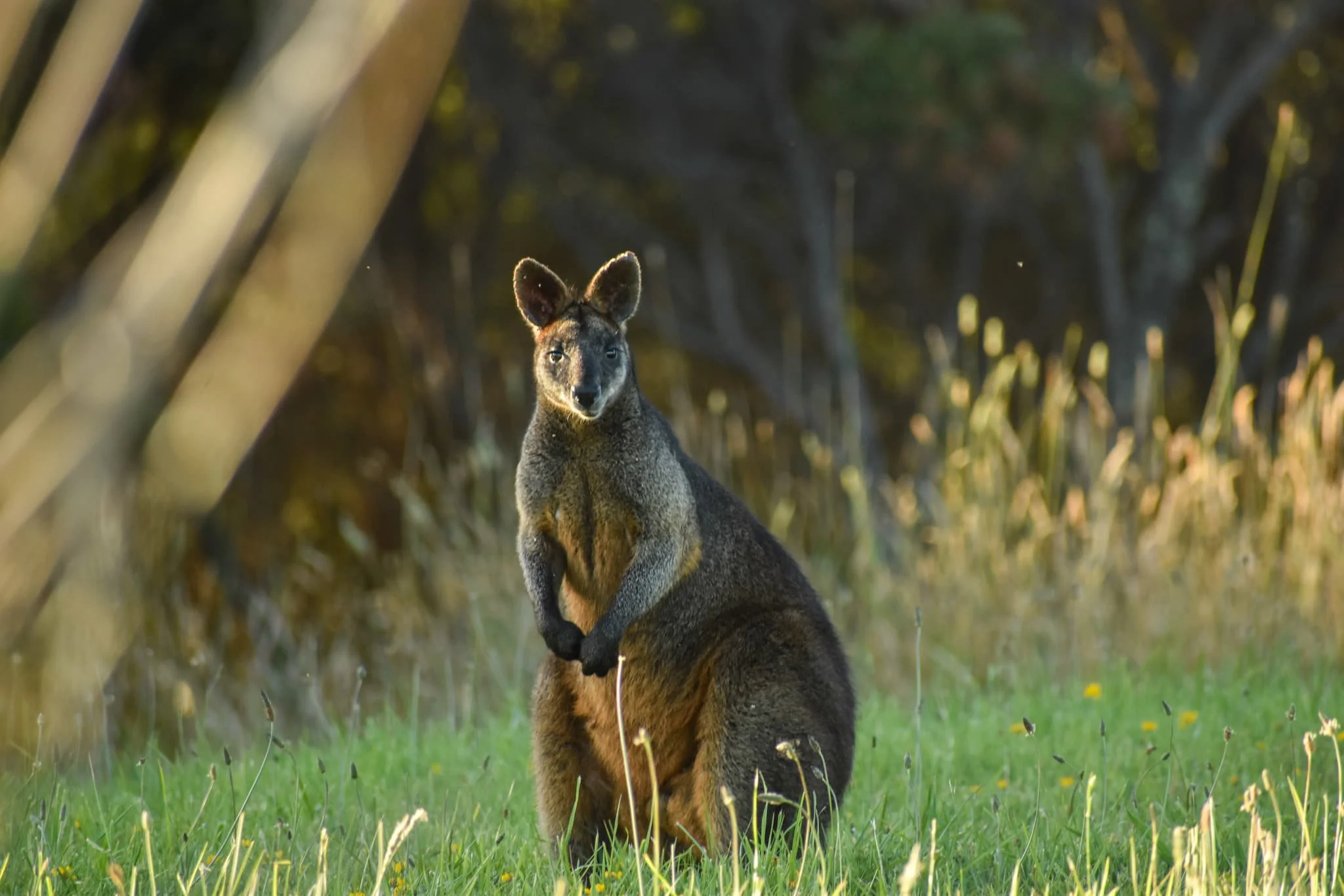Swamp wallaby at dawn_Wildlife Wonders Apollo Bay (1).jpg