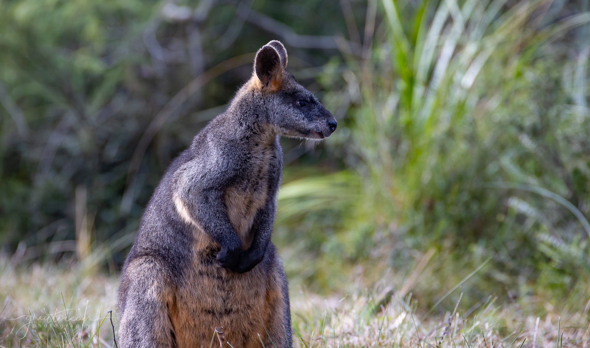 Swamp wallaby close up_Wildlife Wonders Apollo Bay_Credit Great Ocean Photography.jpg