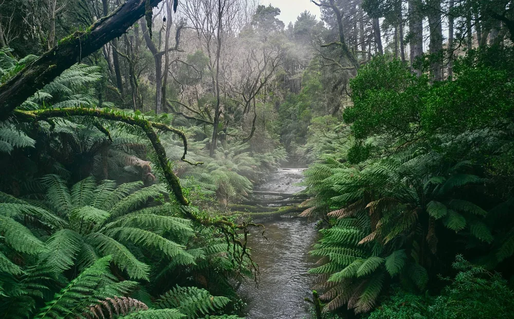 Can you give a little kindness to the Otways? — Wildlife Wonders
