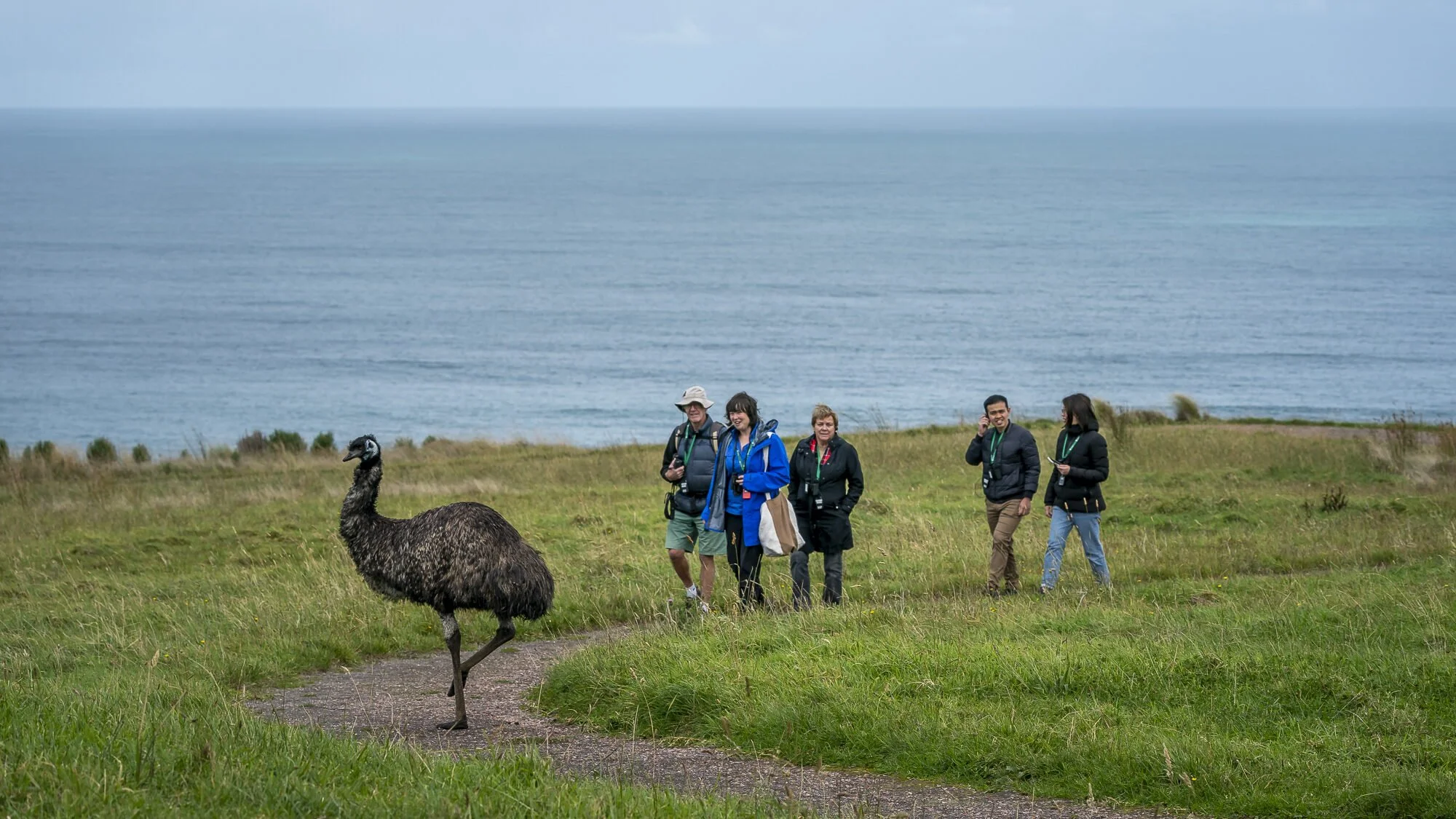 A group of people walking on a grassy path near the ocean, observing an emu.