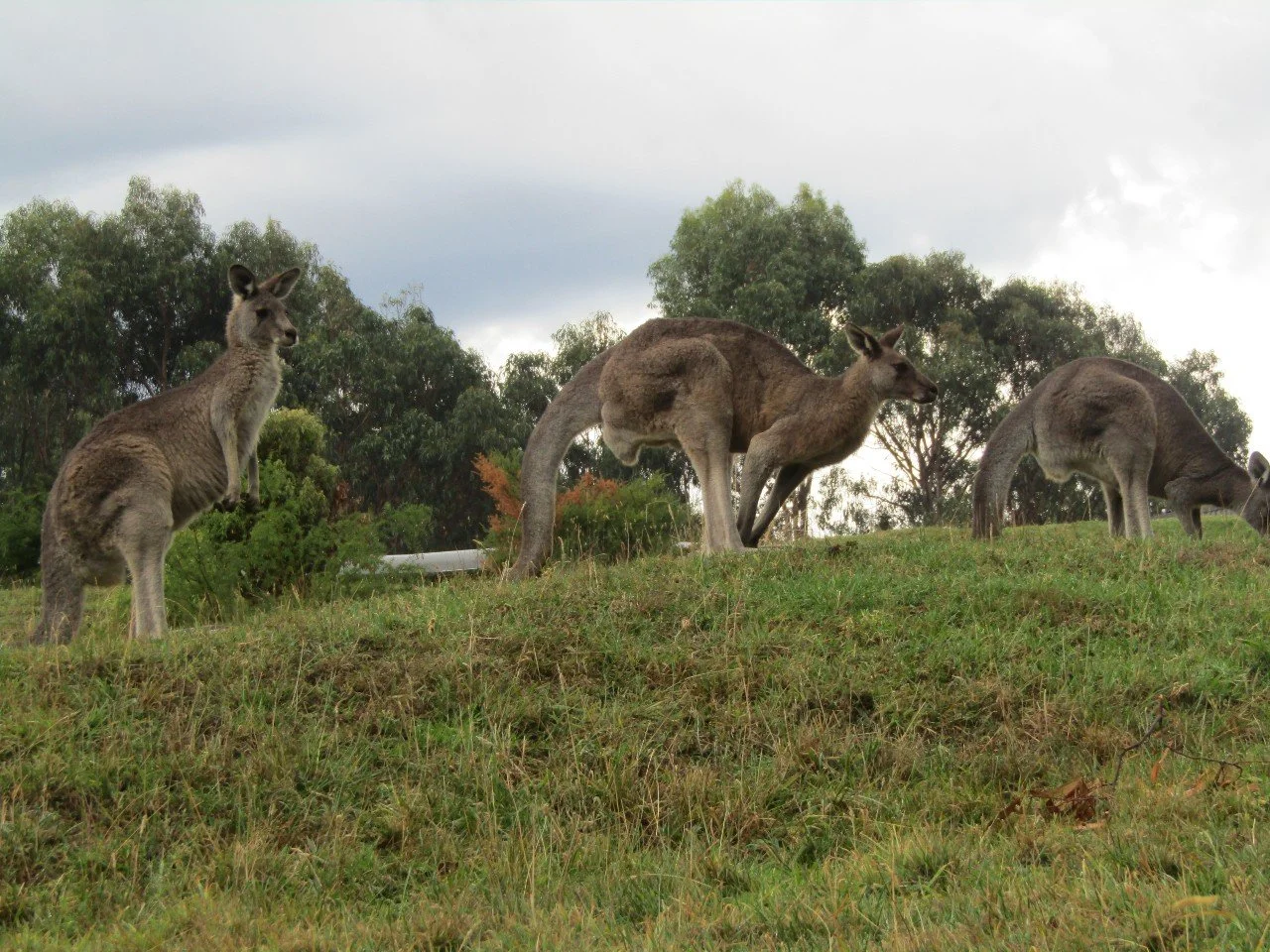 Kangaroos on the hill_Wildlife Wonders_Apollo Bay.JPG