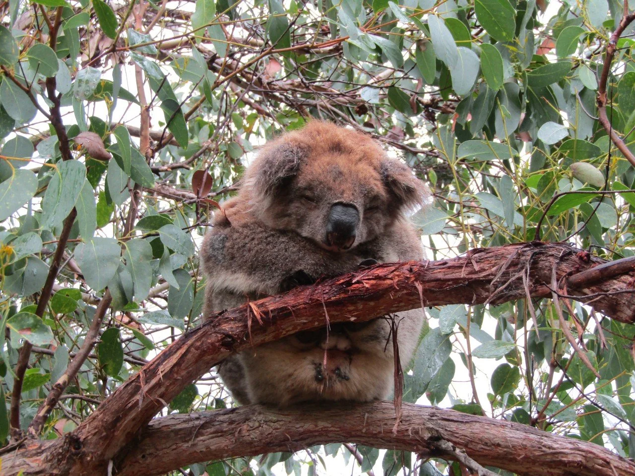 Koala sleeping in branches_Wildlife Wonders_Apollo Bay.JPG