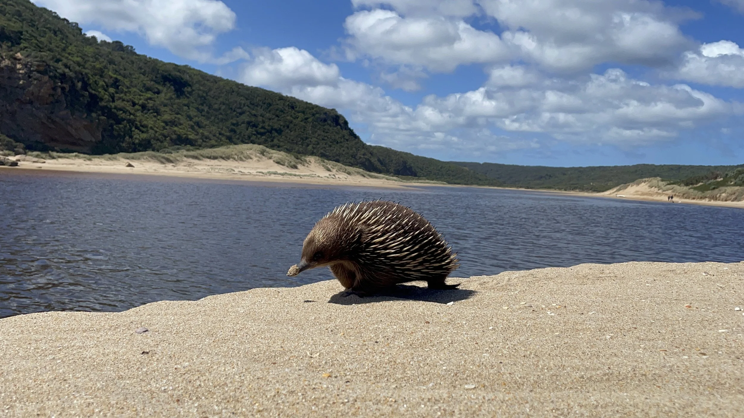 Echidna AyreRiver pic by @ecologyella.JPG