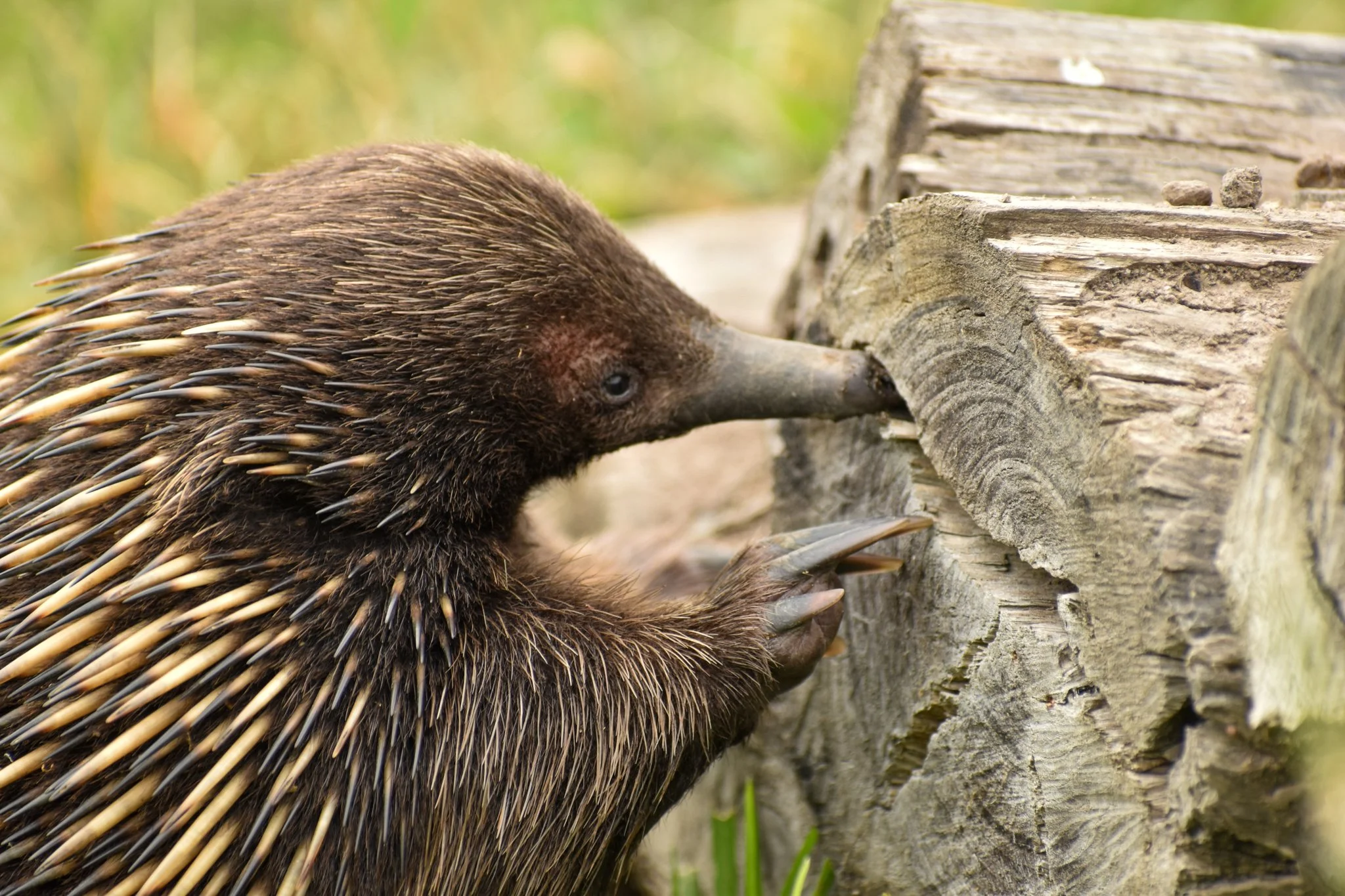 Echidna_Nicole Tielemans.DSC_0580.jpg