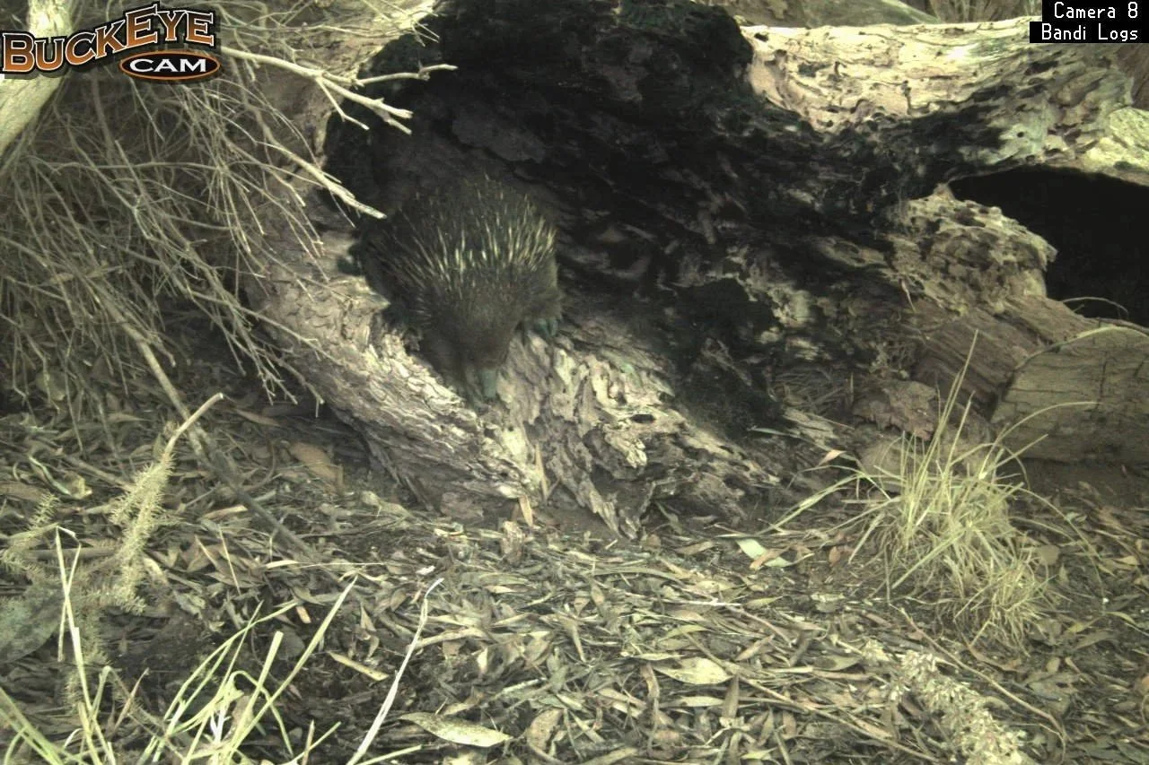 echidna+bandi+logs+3+%281%29.jpg