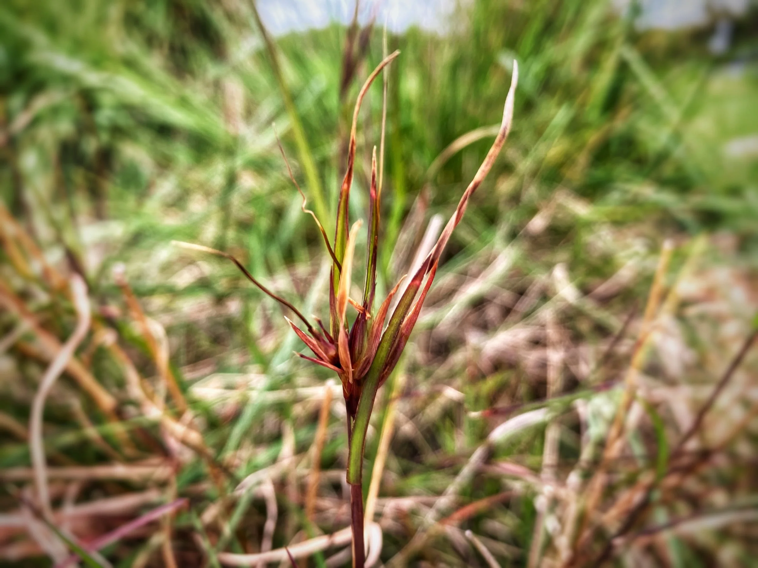 Native kangaroo grass_Wildilfe Wonders Apollo Bay.jpeg