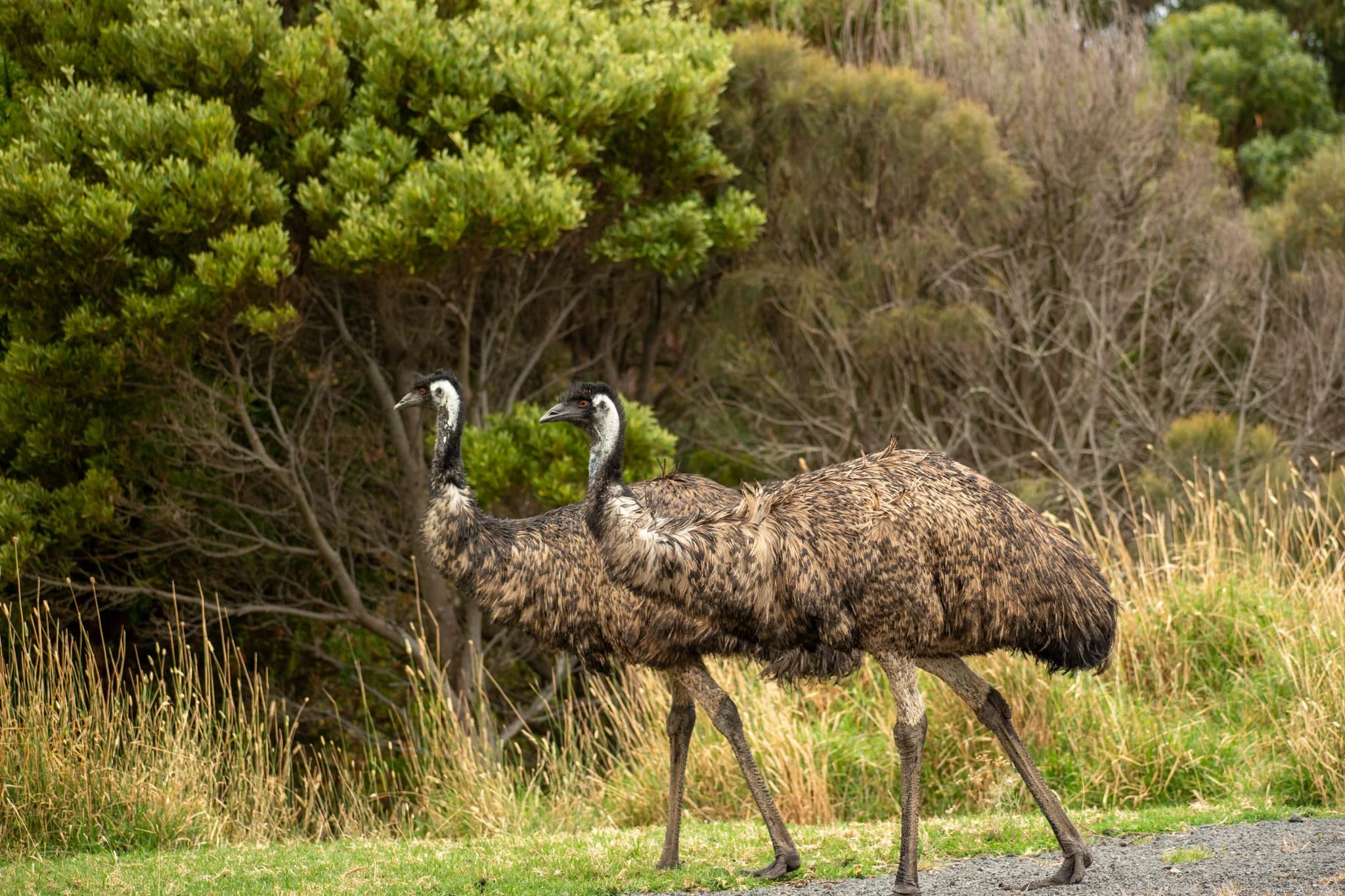 Wild Embry The Sanctuary — Wildlife Wonders