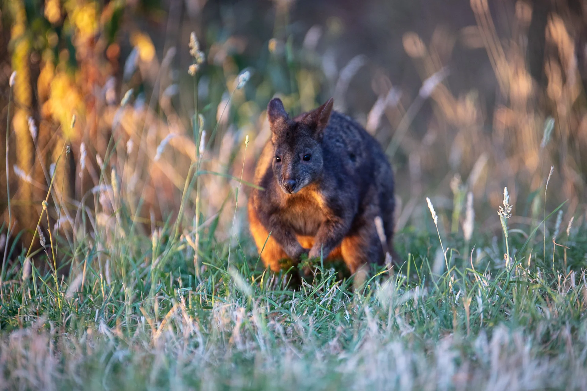 A swamp wallaby hunched down around tall grass with some bushes and trees in the background, bathed in warm sunlight.