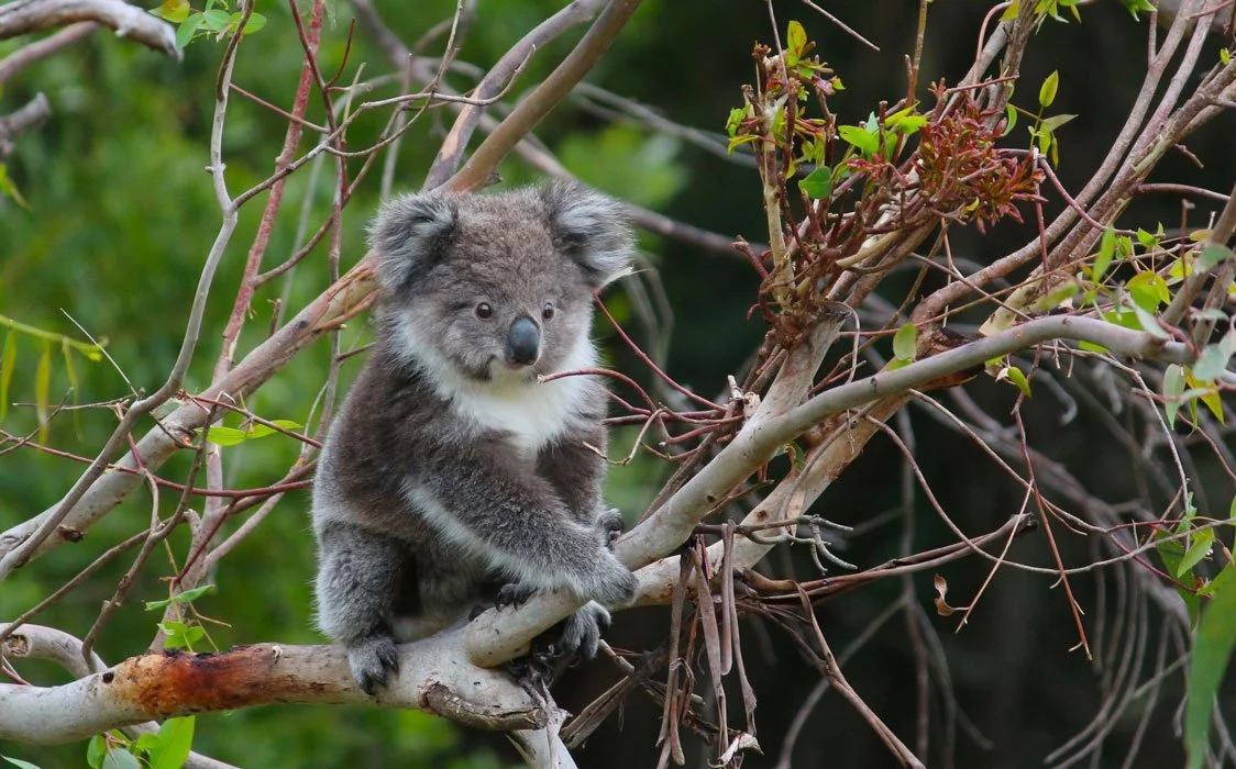 Koala joey_Wildlife Wonders Apollo Bay.jpg