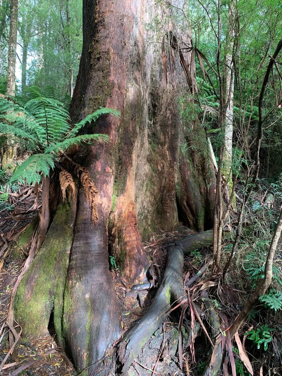 Otways tree.jpg