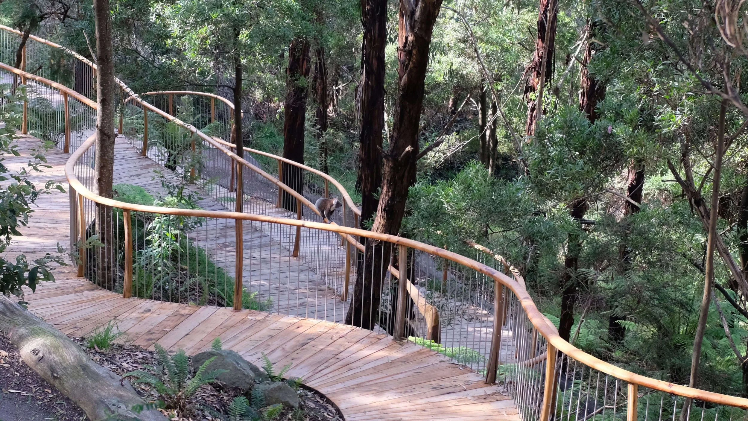 Koala walking along railing at Wildlife Wonders Apollo Bay.jpg