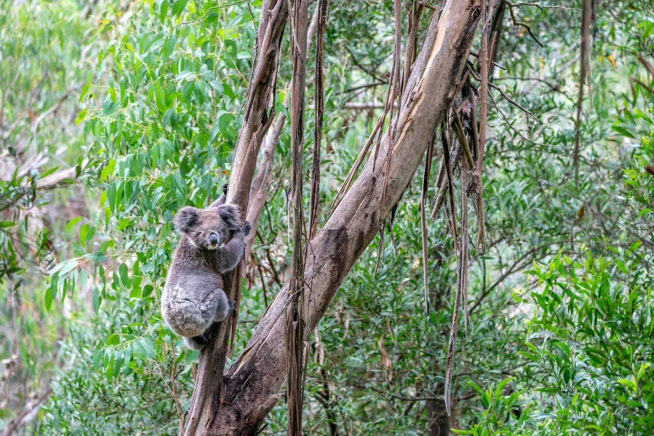 Otways Wildlife Guide_Photo credit Doug Gimesy.jpg