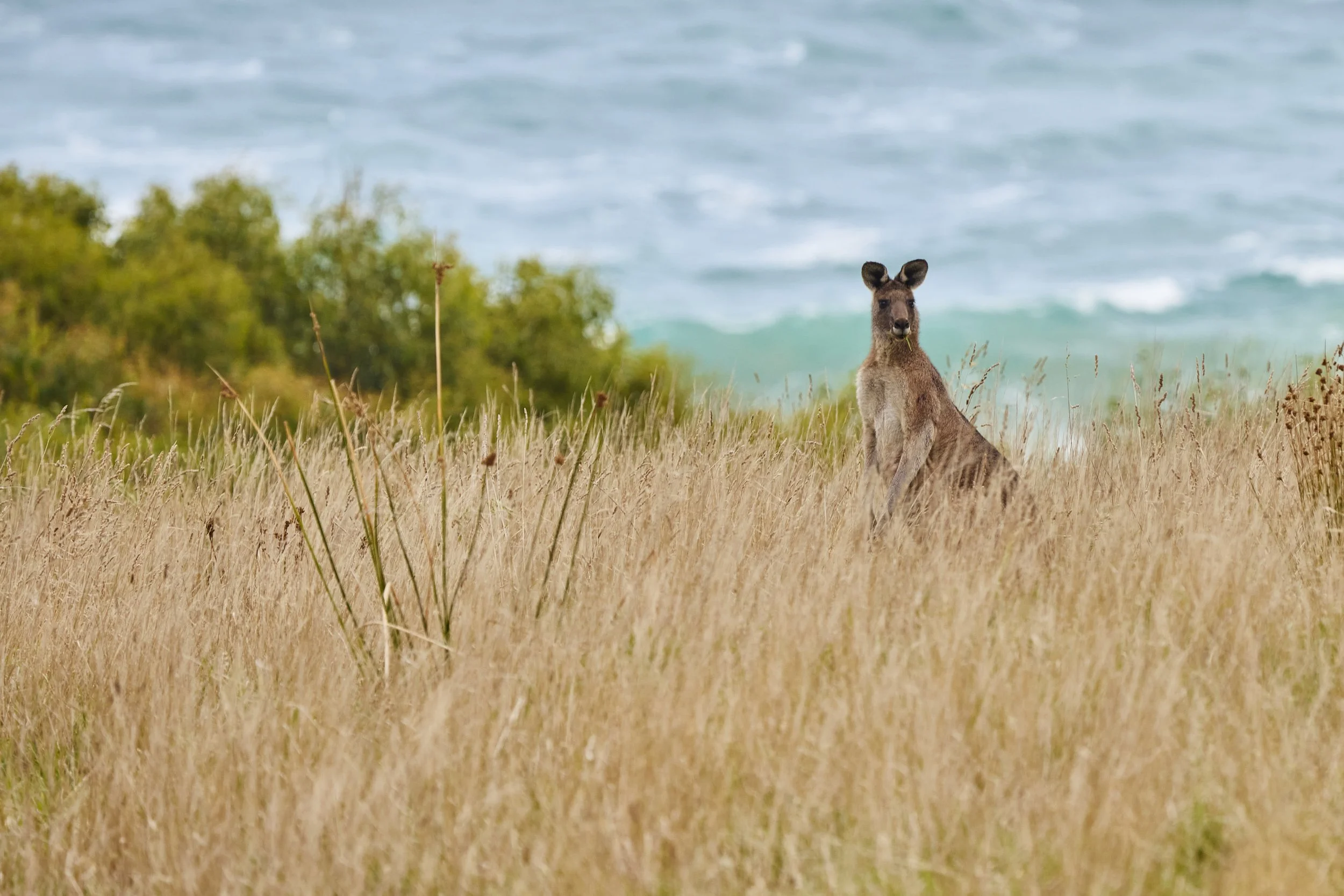 Kangaroo on hilltop ocean_Wildlife Wonders Apollo Bay.jpg