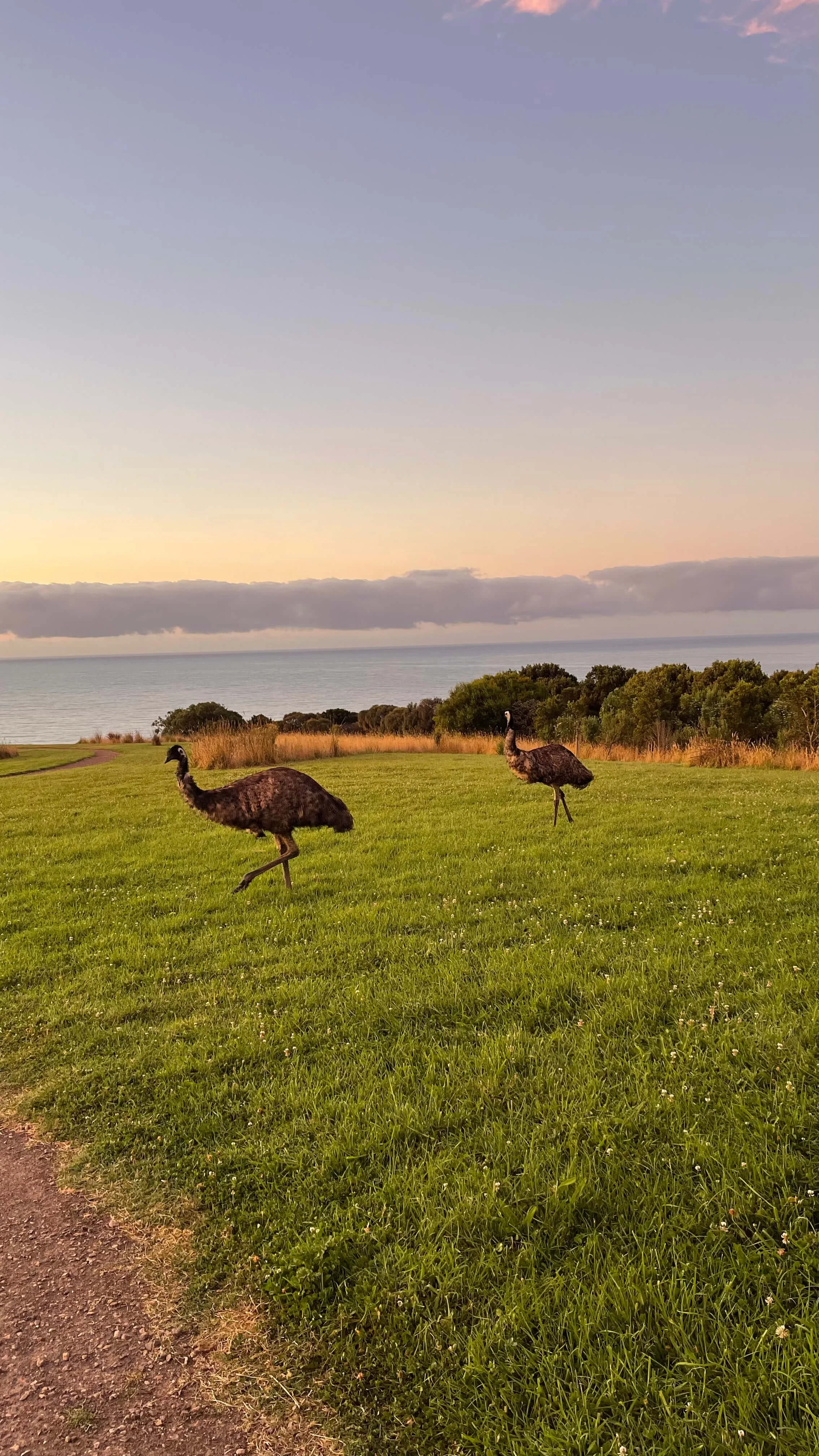 Emus at dusk at Wildlife Wonders in Apollo Bay.jpg