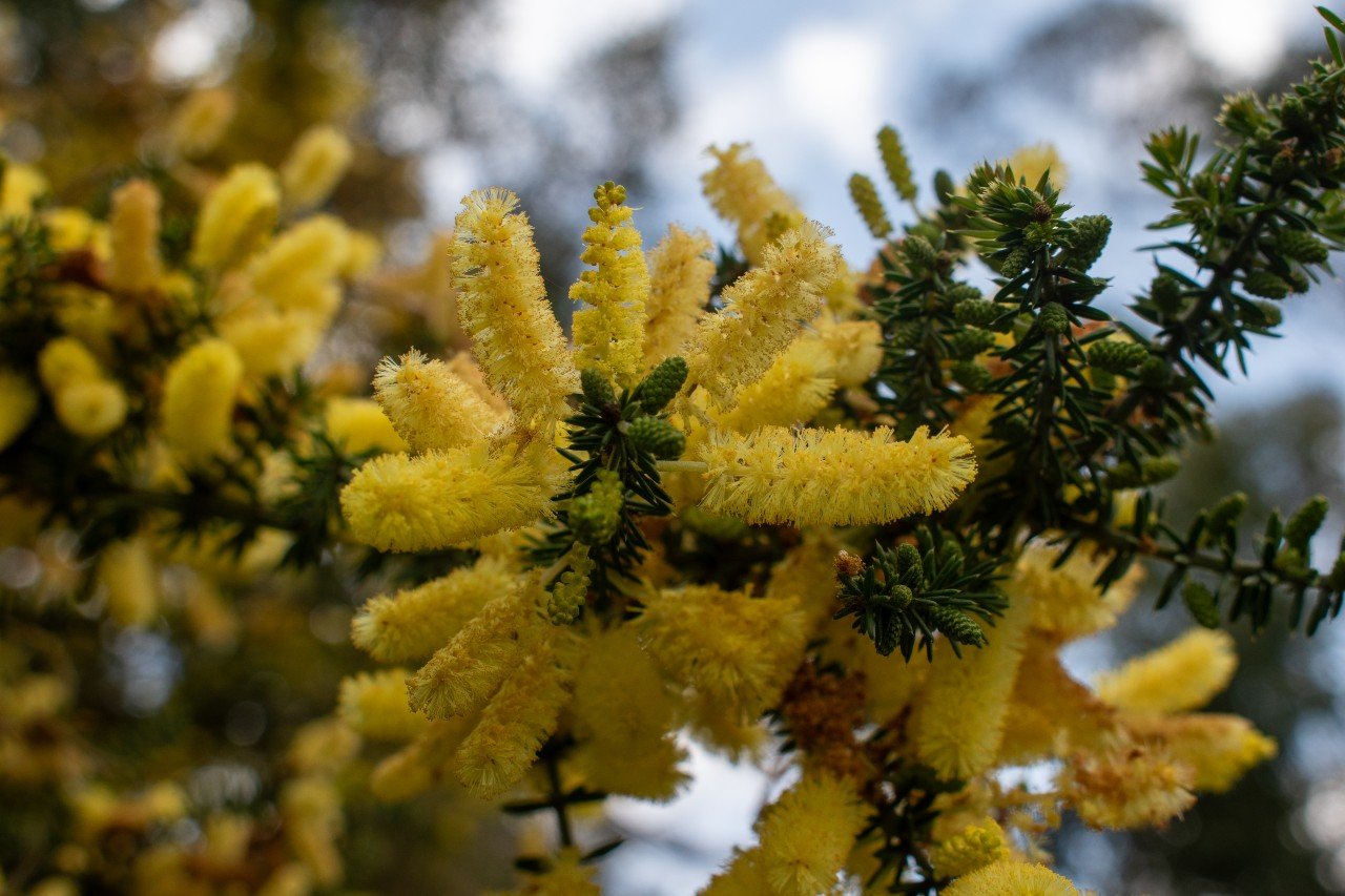 Acacia in flower - Prickly Moses - Wildlife Wonders.jpg