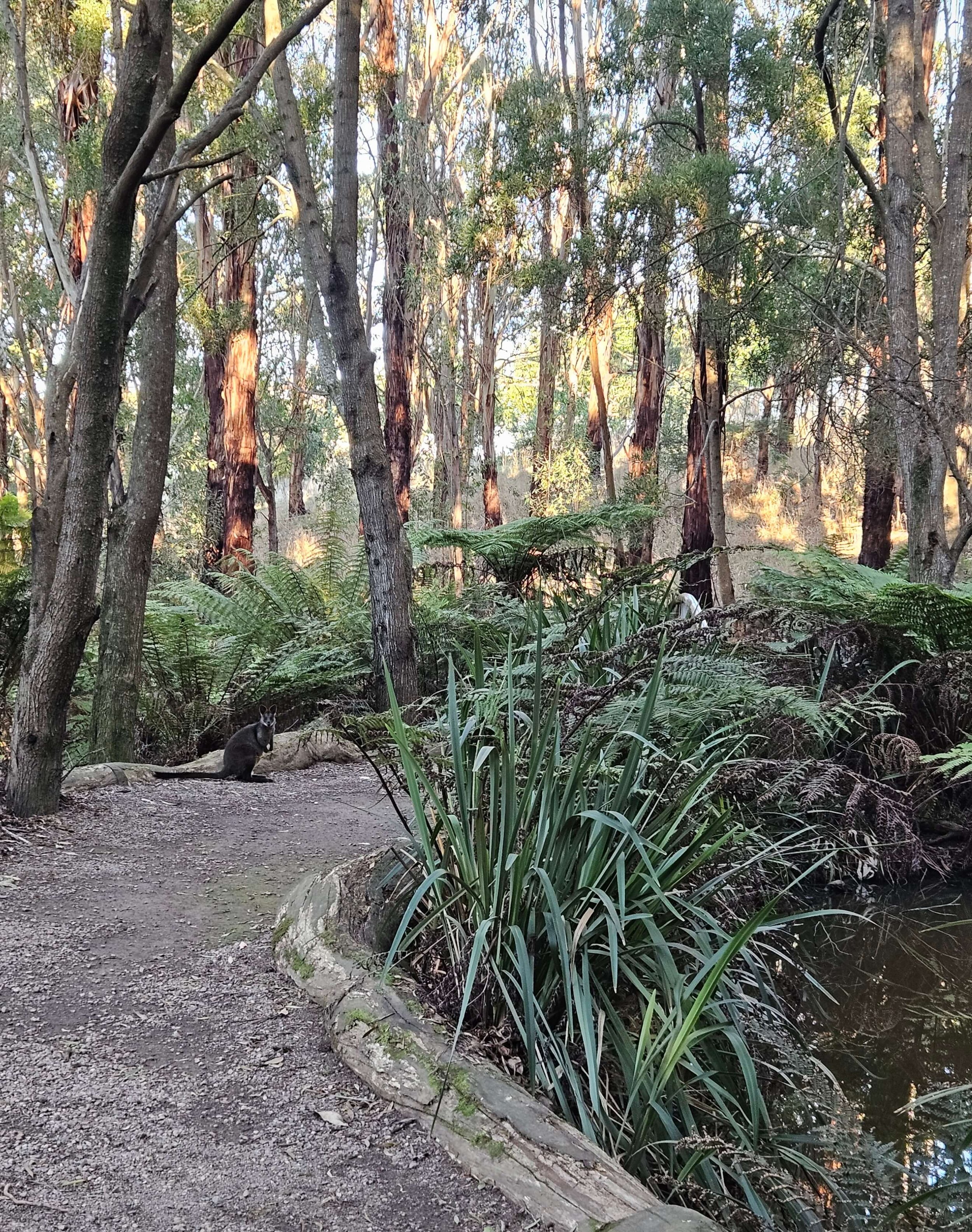 Wildlife Wonders - Tour path with wallaby.jpg