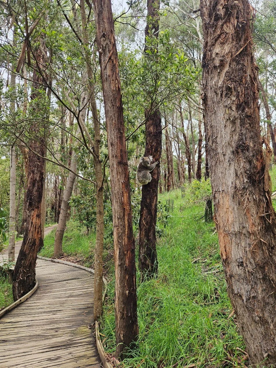 Wildlife Wonders - Tour path with Koala.jpg