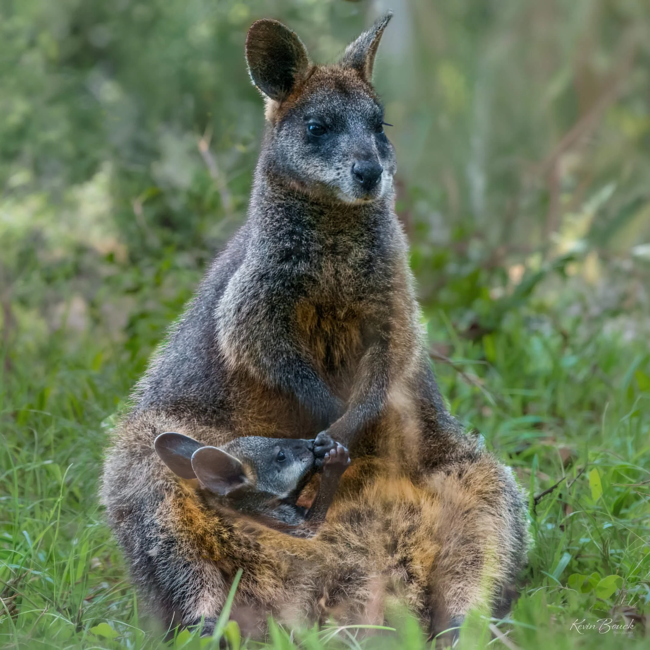 Swamp wallaby with joey at Wildlife Wonders in Apollo Bay.jpg