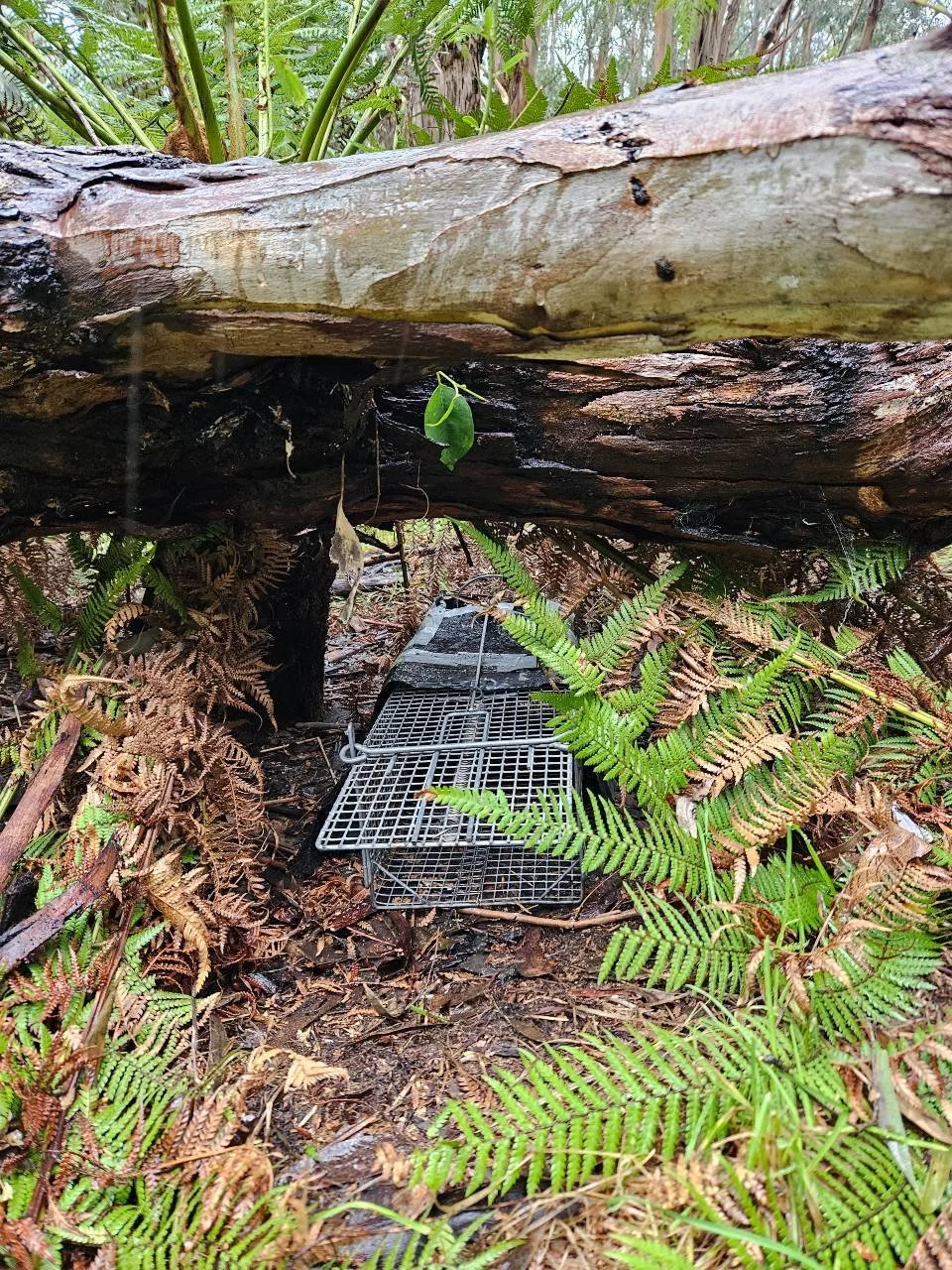 Wildlife Wonders - Research Trap.jpg