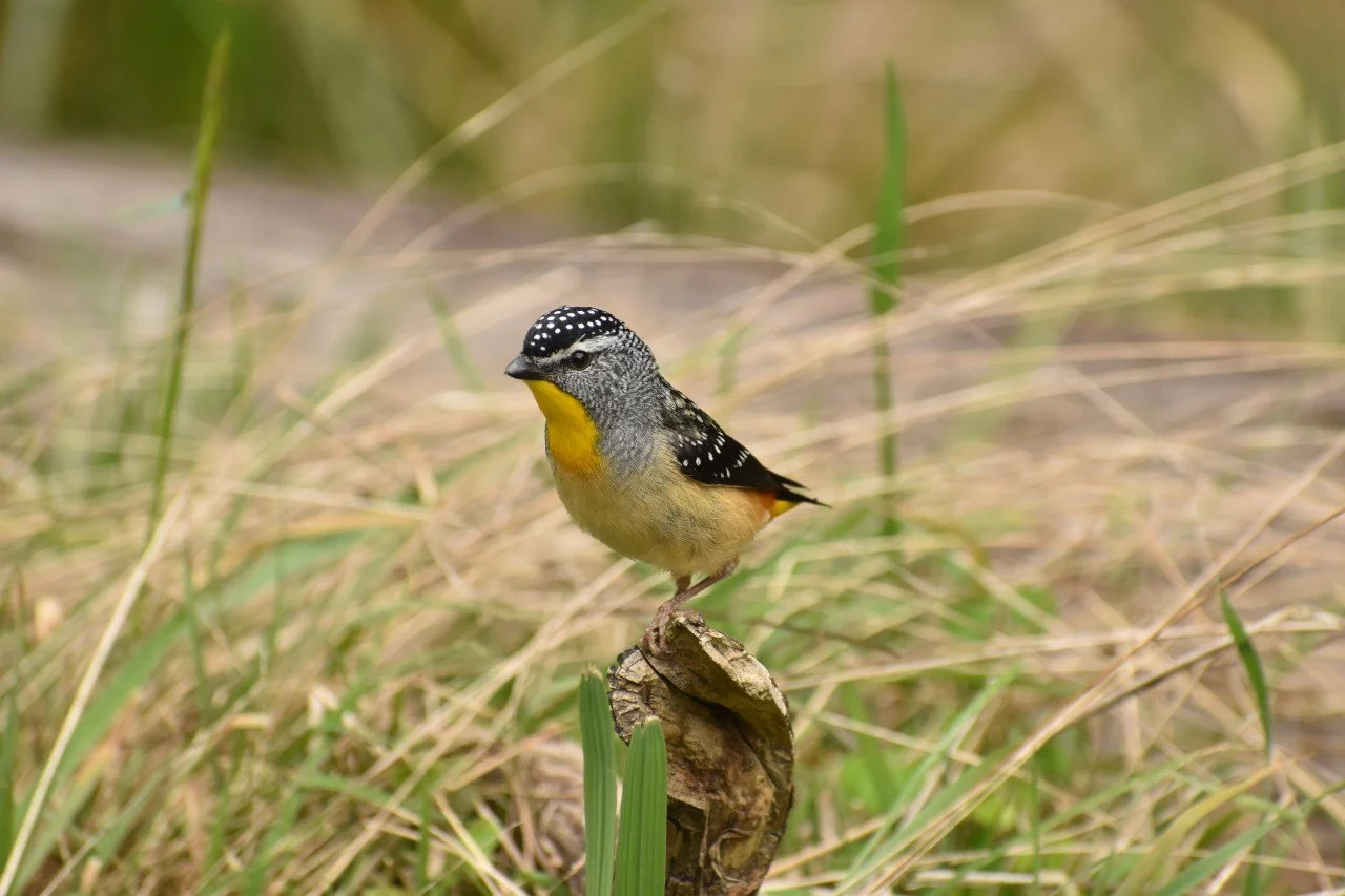Spotted pardalote_Wildlife Wonders.jpg