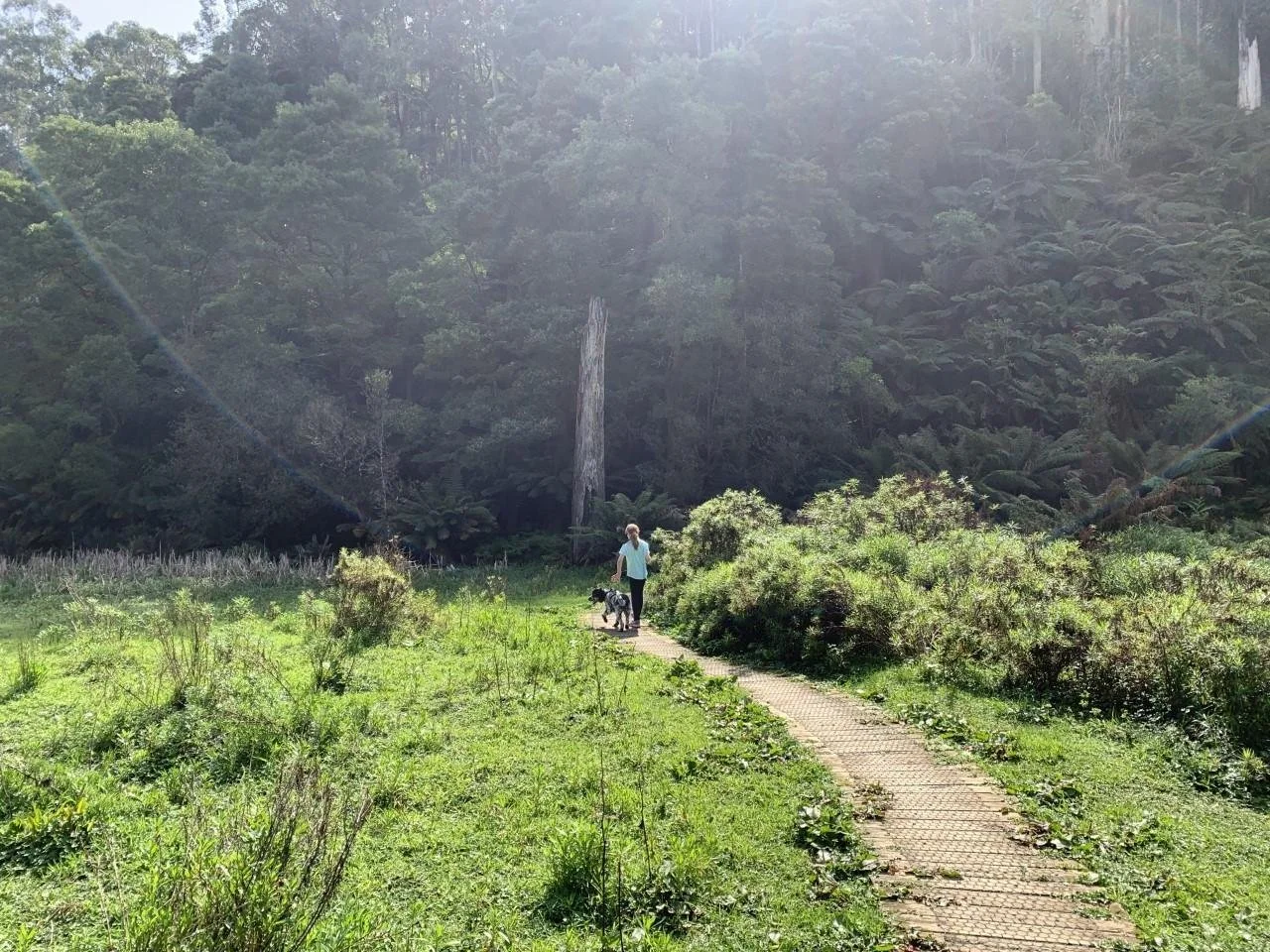 Otways walk.jpg