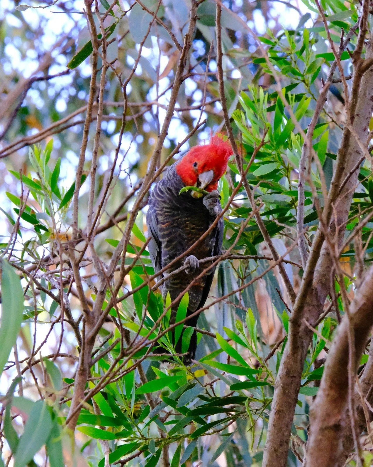 Gang Gang Cockatoo_Wildlife Wonders Apollo Bay.jpg