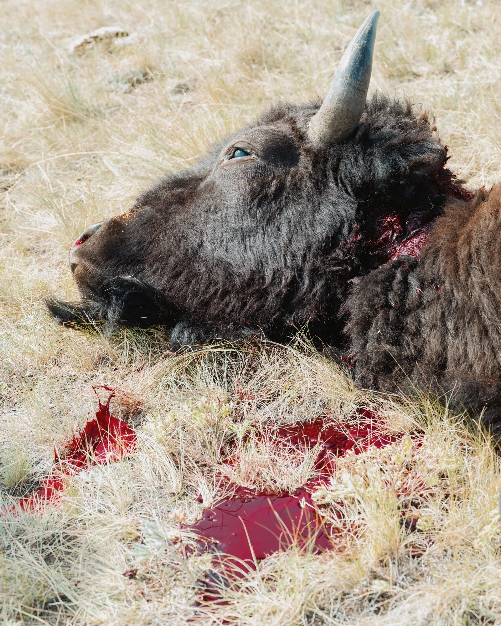 blackfeet food-6979.jpg