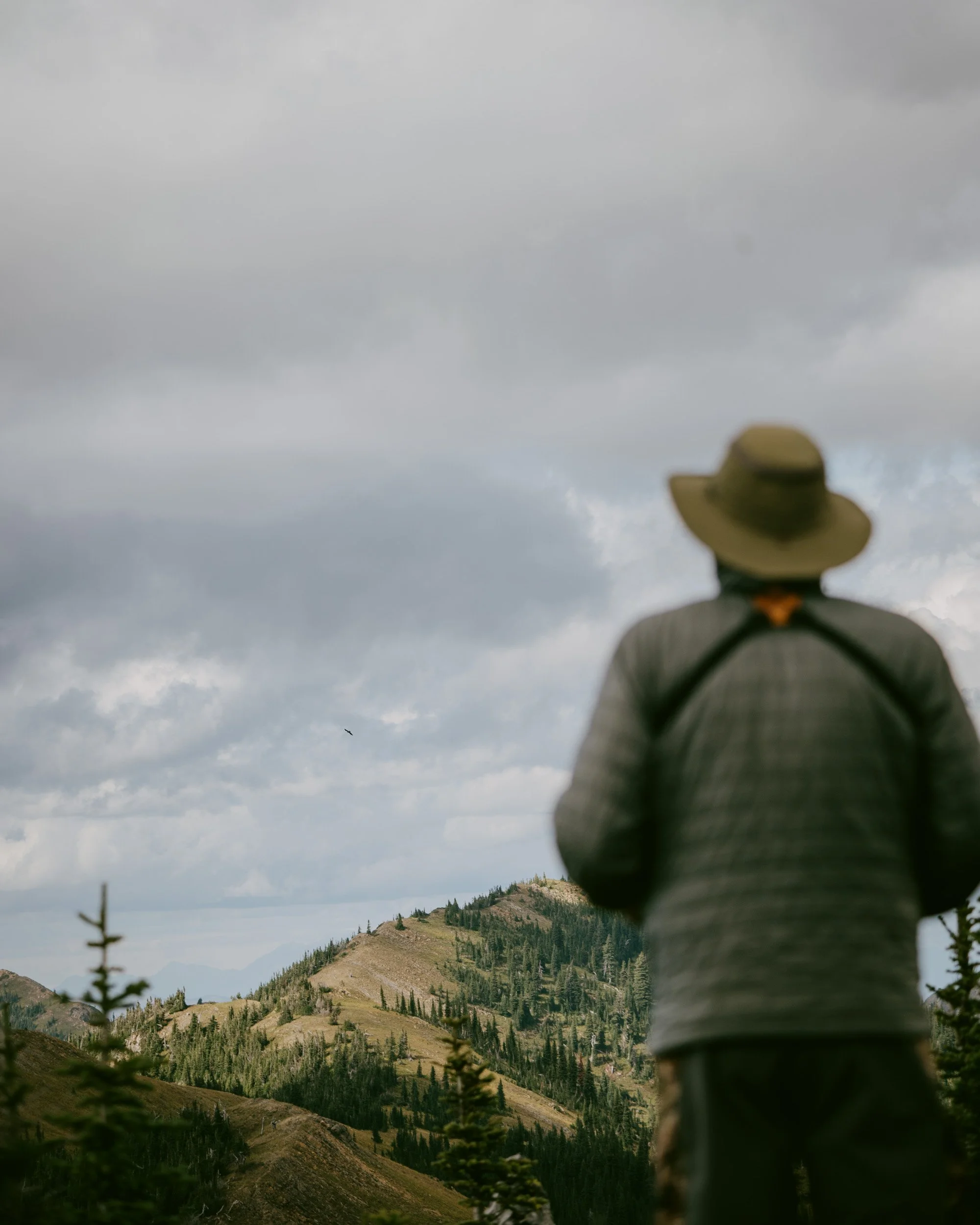 hawk watch-4.jpg