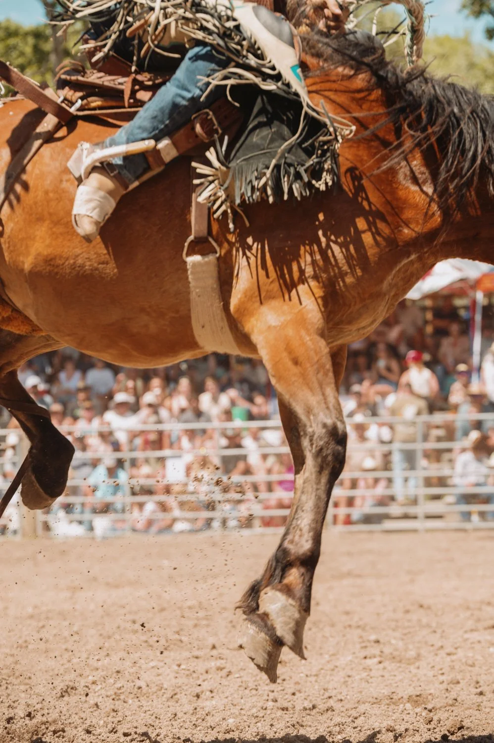 agosto_wsj_rodeo-7898.jpg