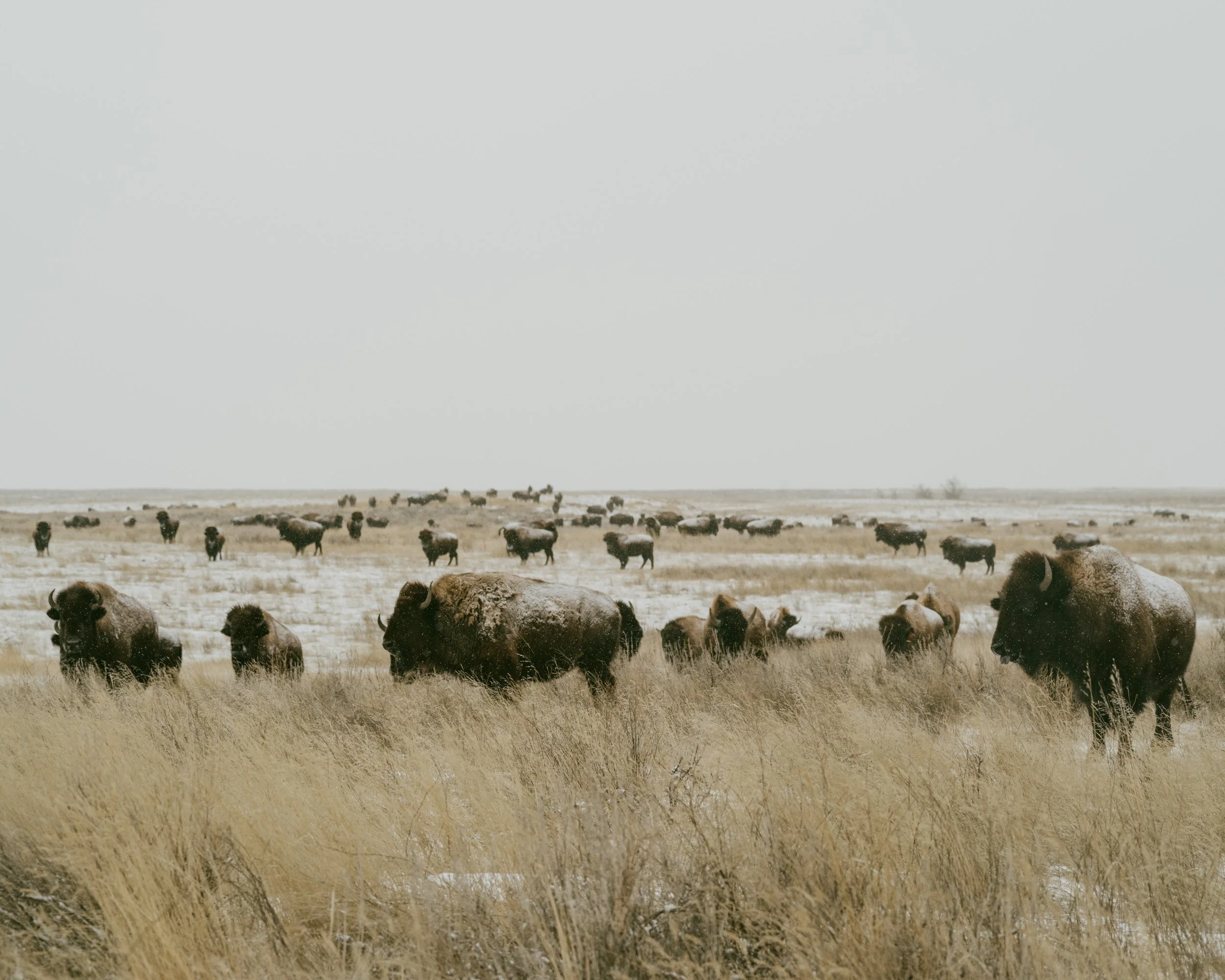 bison-2.jpg