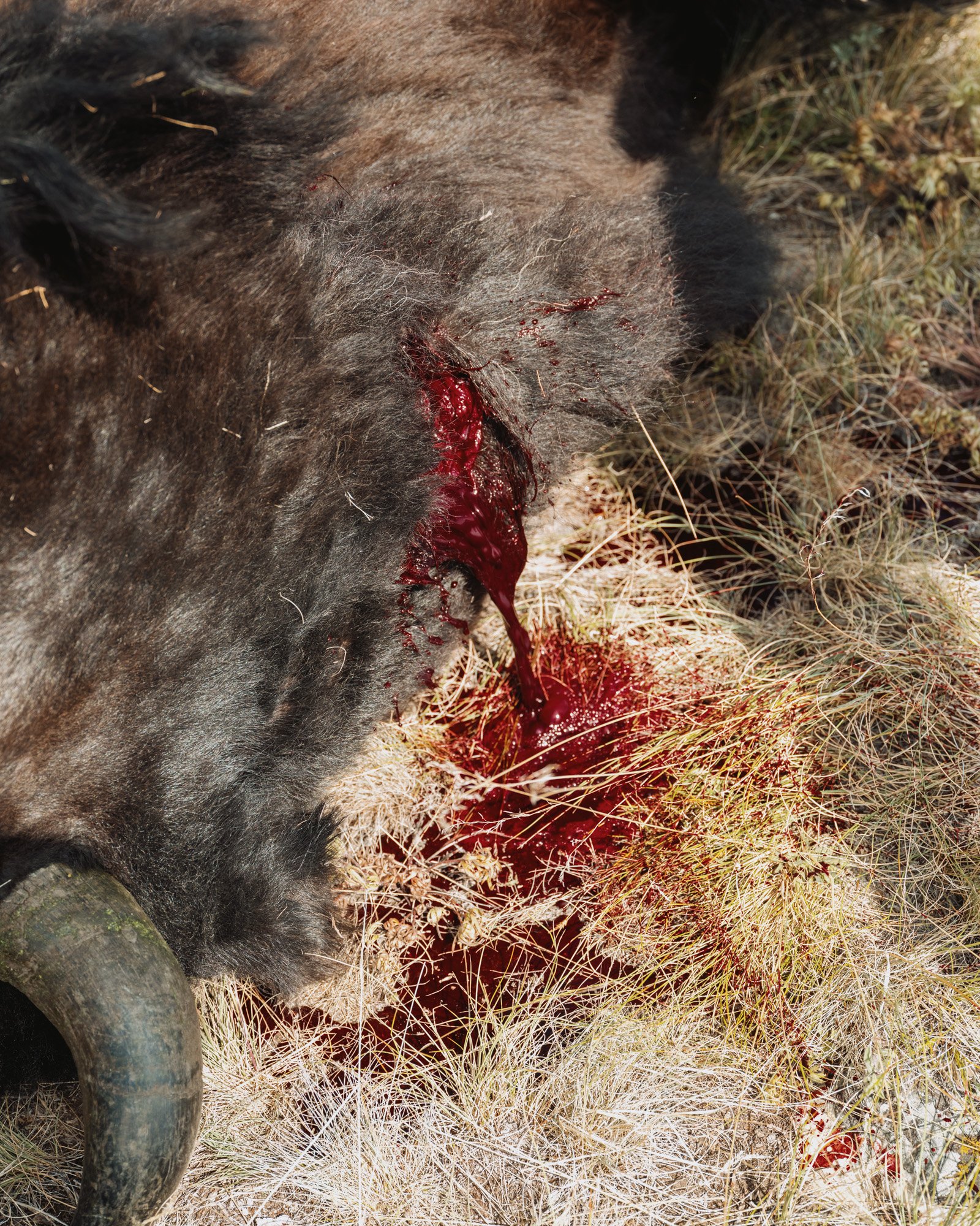 blackfeet food-6956.jpg