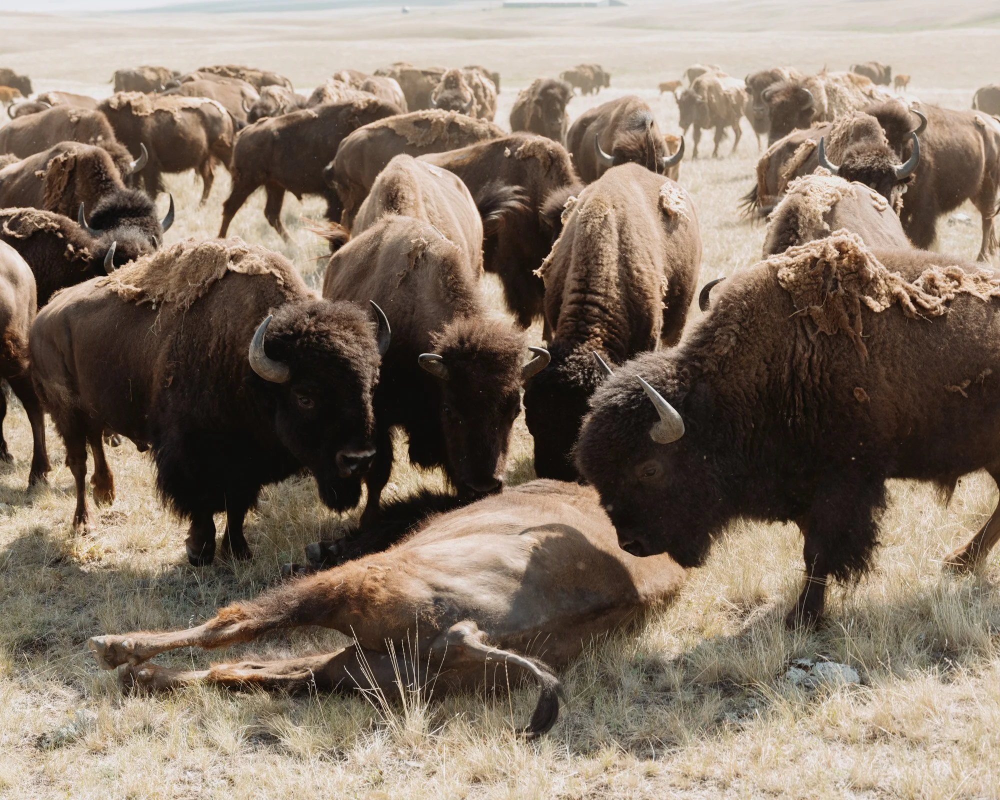 blackfeet food-6894.jpg