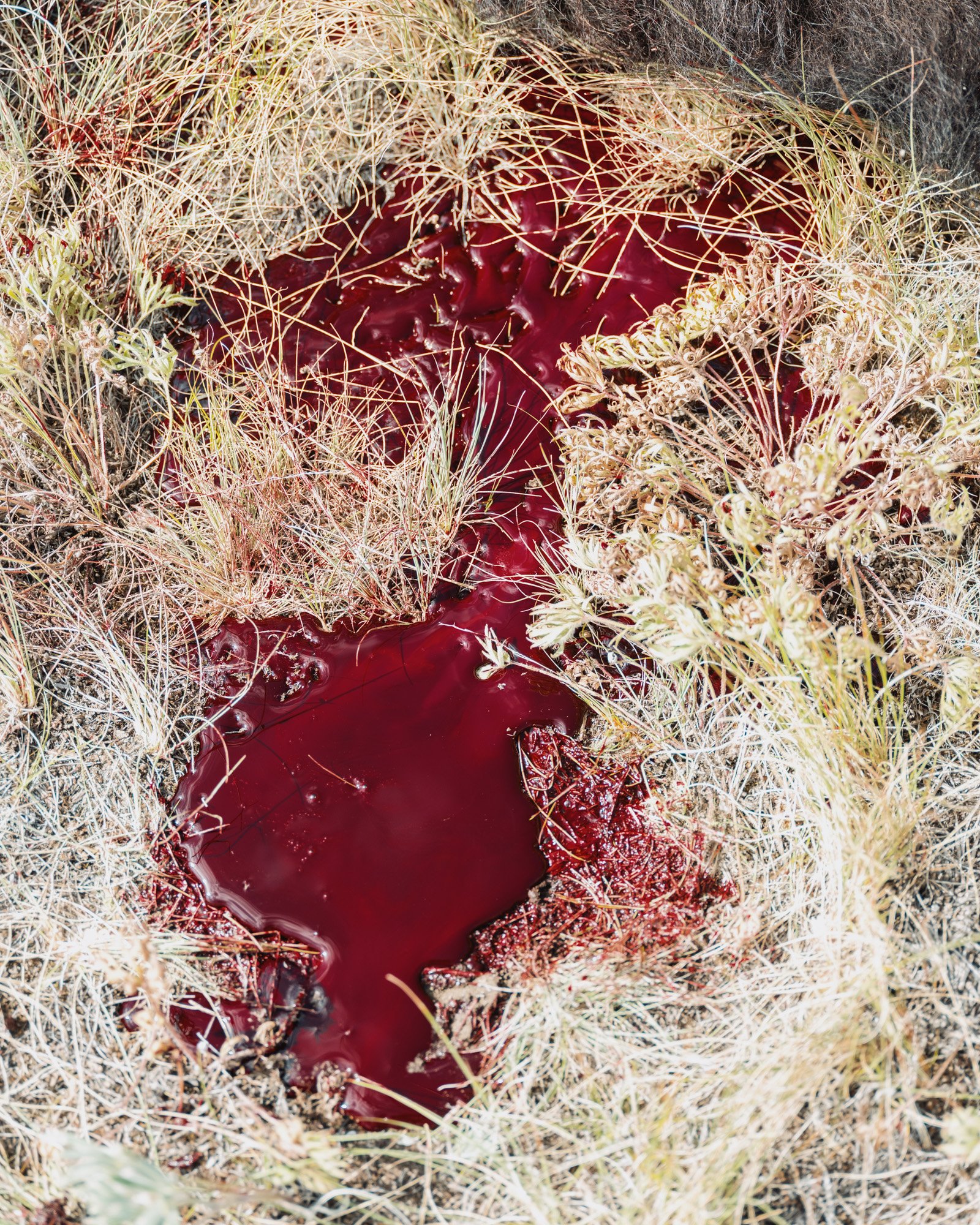 blackfeet food-6973.jpg
