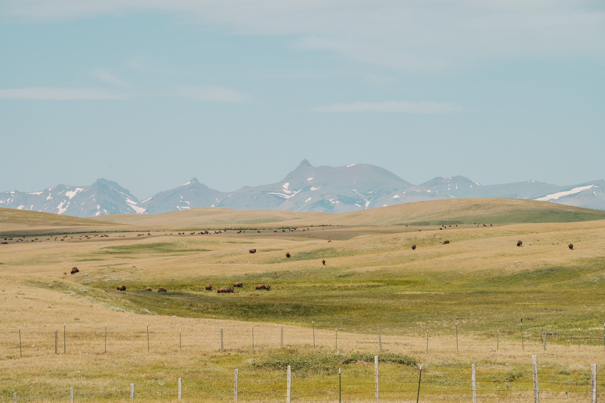 blackfeet food-2.jpg