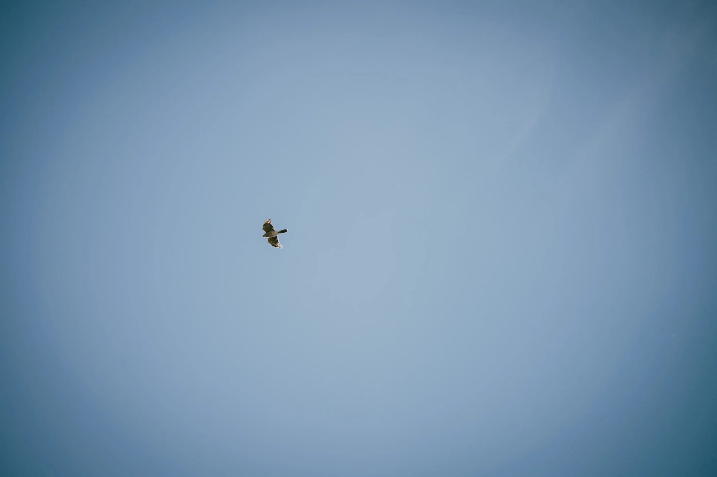 hawk watch-3.jpg