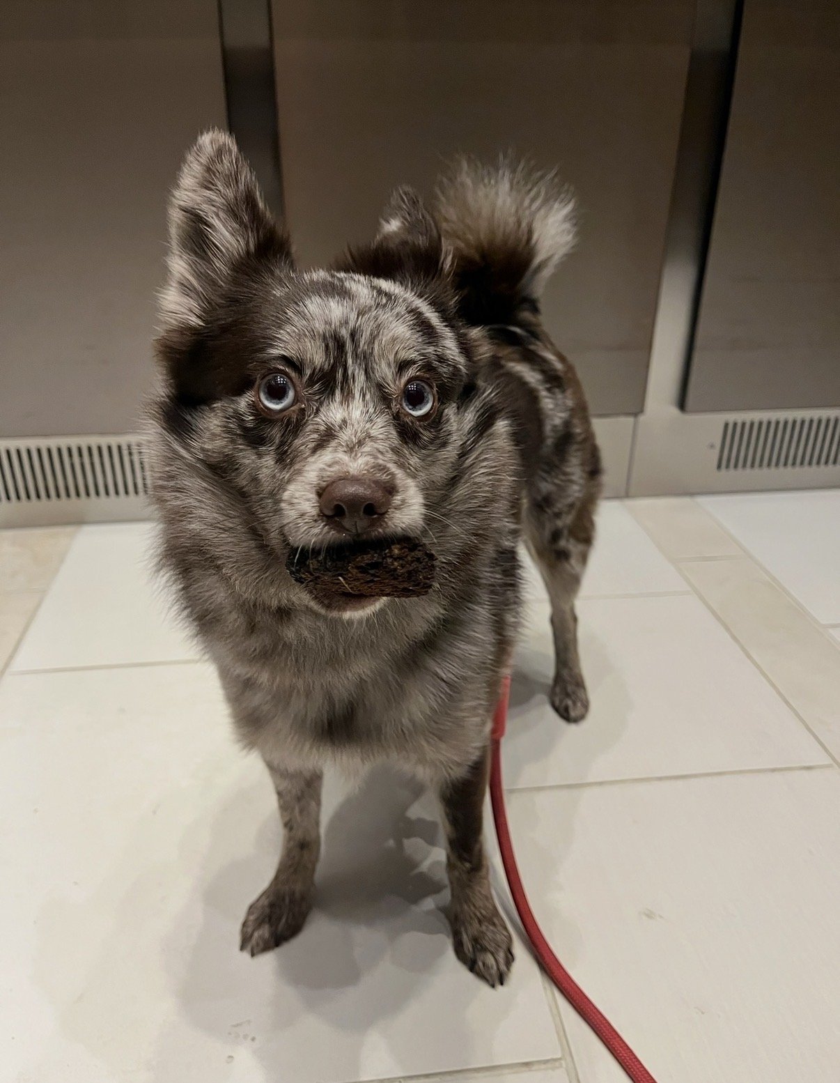 Mojito (aka Mo / Momo)