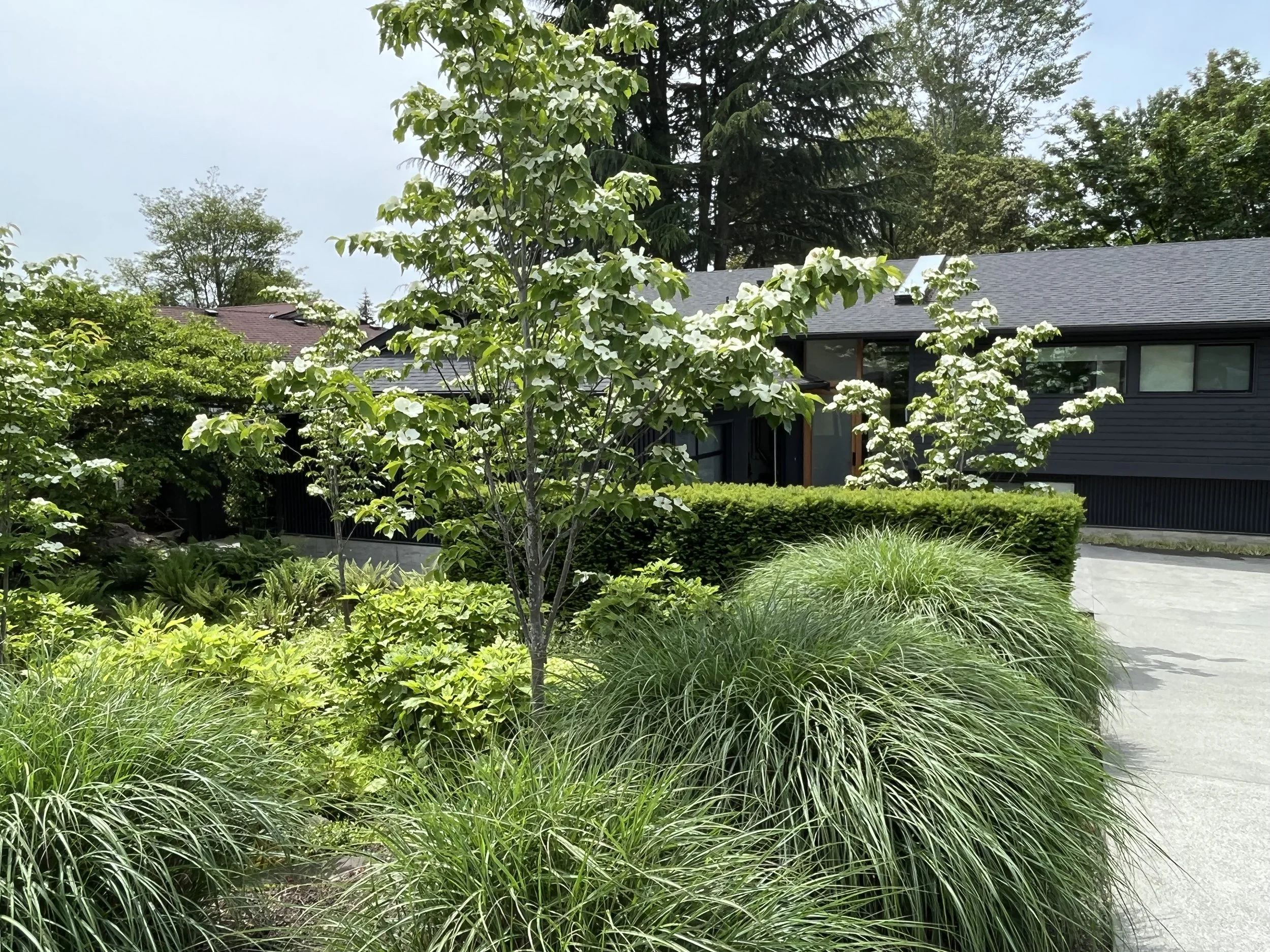 Dogwood grove, yew hedge, grasses — Houghton