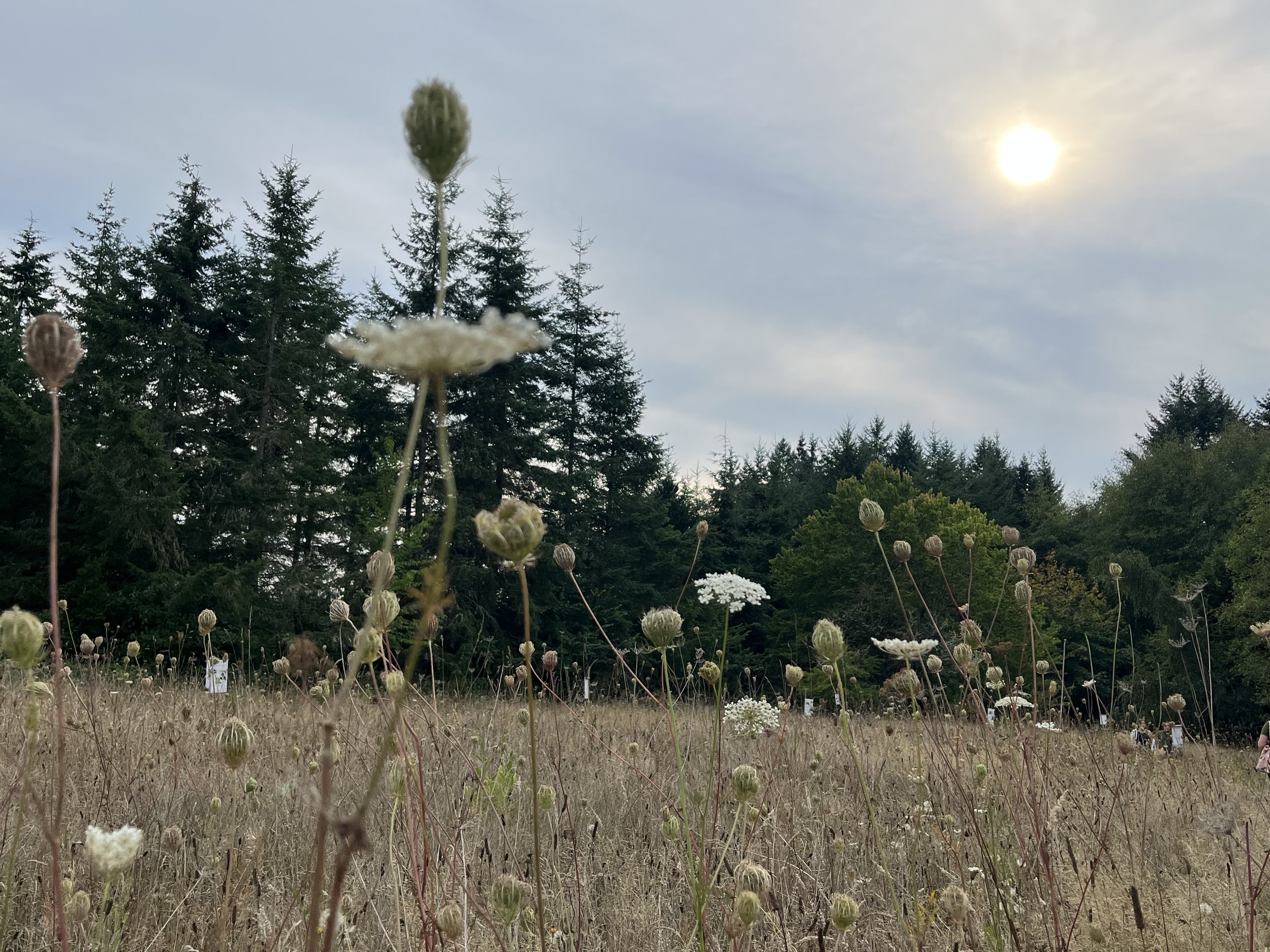 low angle image of a field in late summer. Queen Ann's lace sway in the breeze.