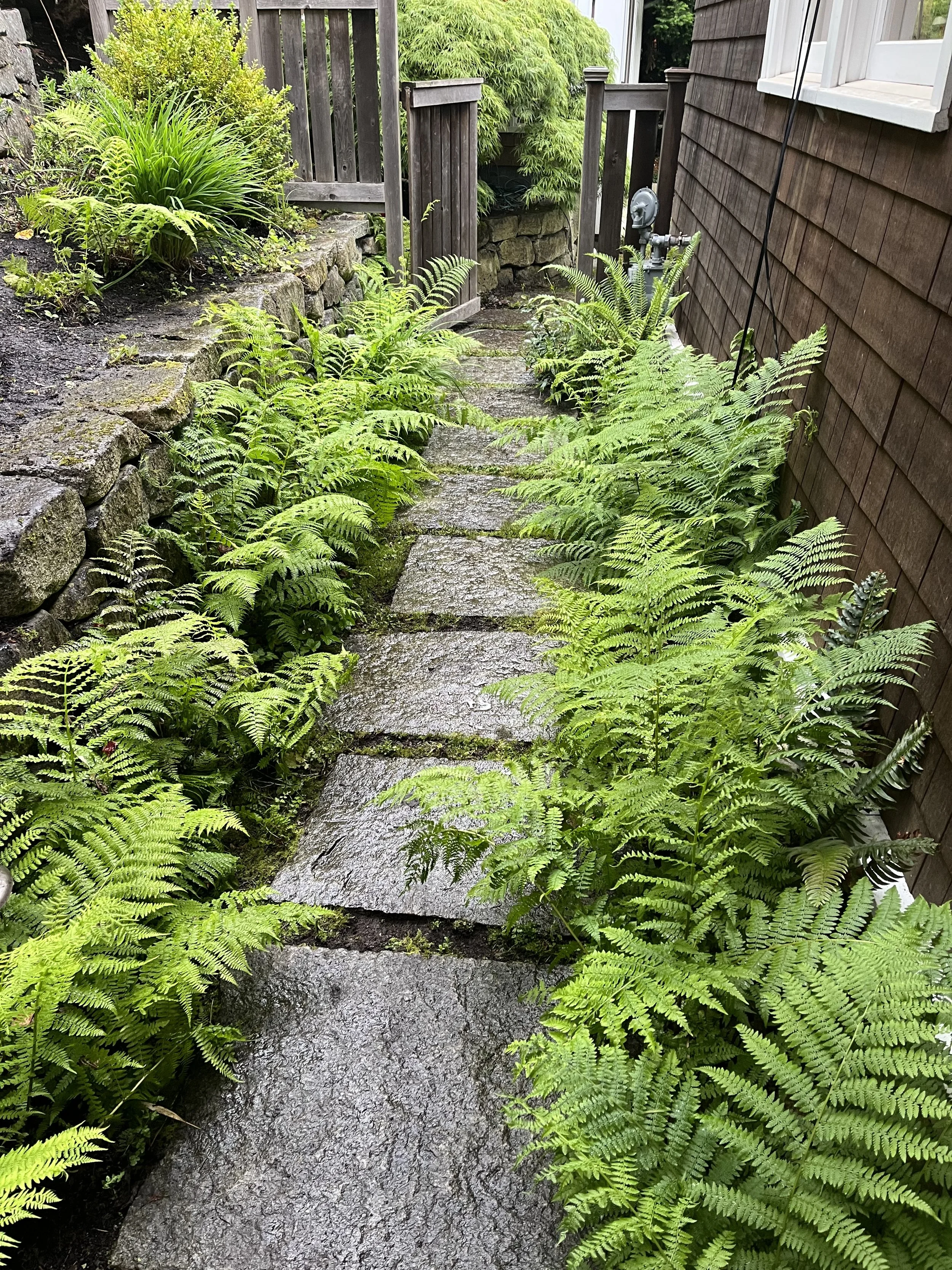 Granite path and ferns — Madrona