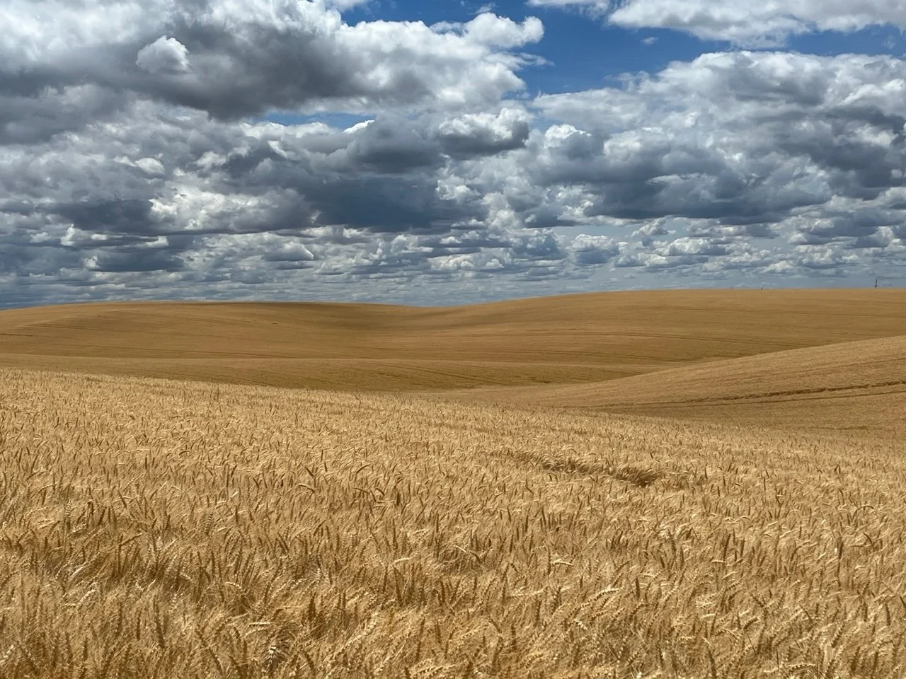 Golden wheat field under a cloudy sky with rolling hills in the background.